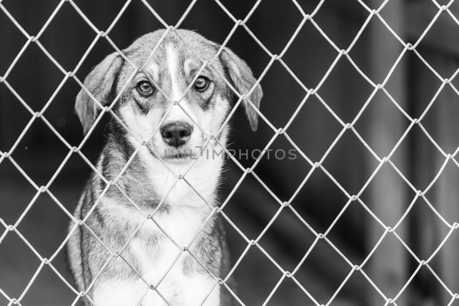 Black and white photo of homeless dog in a shelter for dogs.