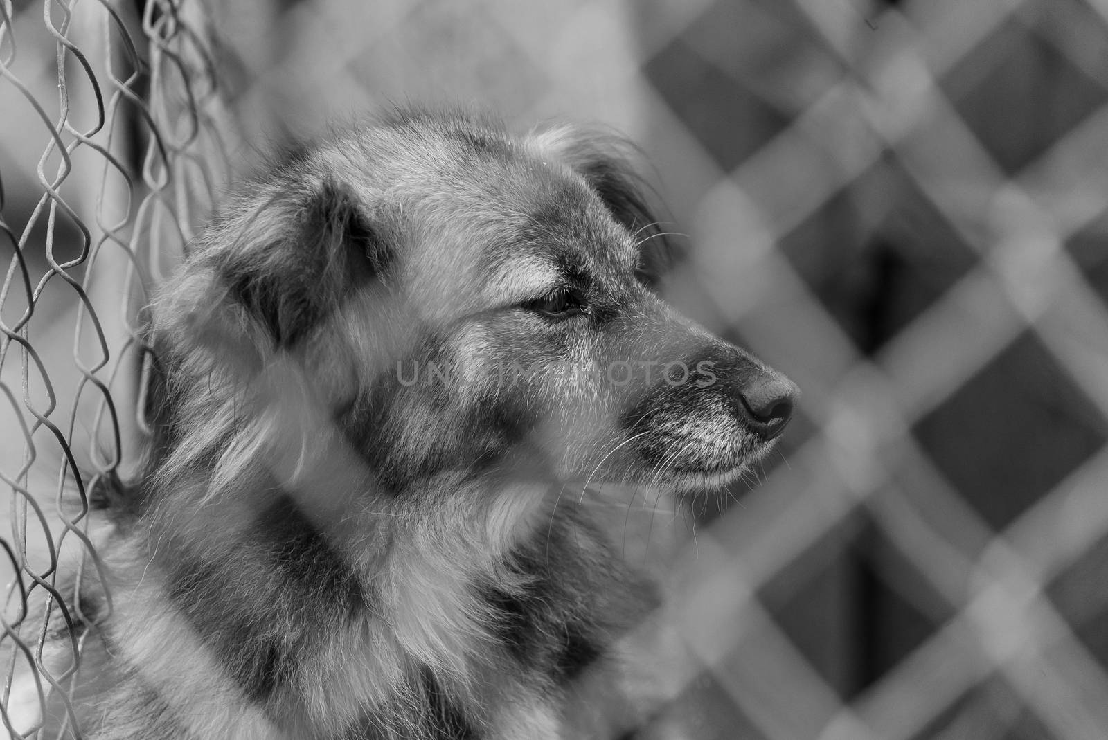 Black and white photo of homeless dog in a shelter for dogs.