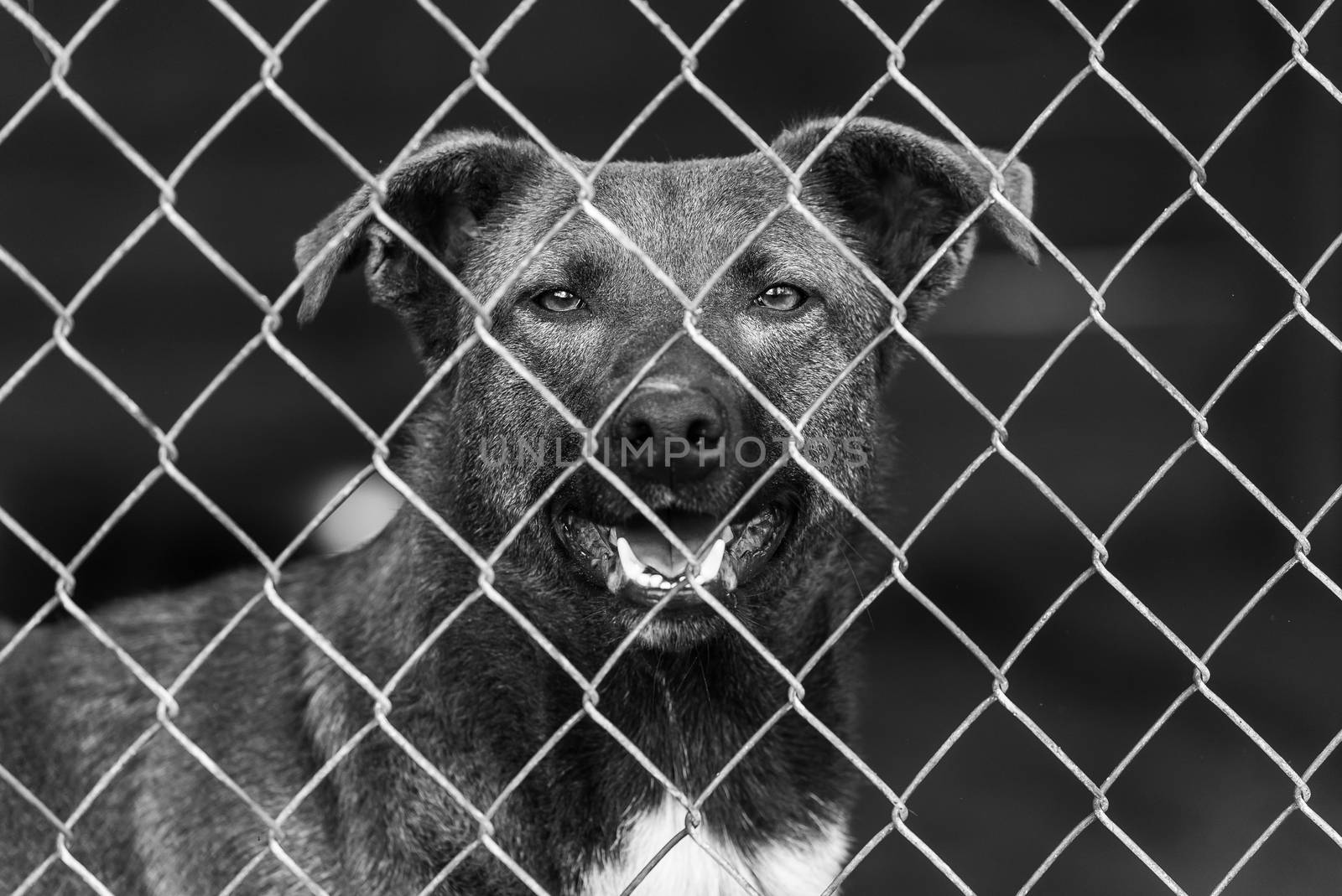 Black and white photo of homeless dog in a shelter for dogs.