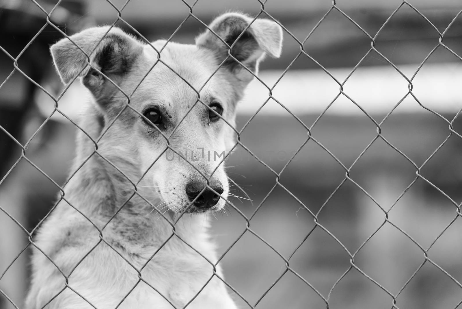 Black and white photo of homeless dog in a shelter for dogs.