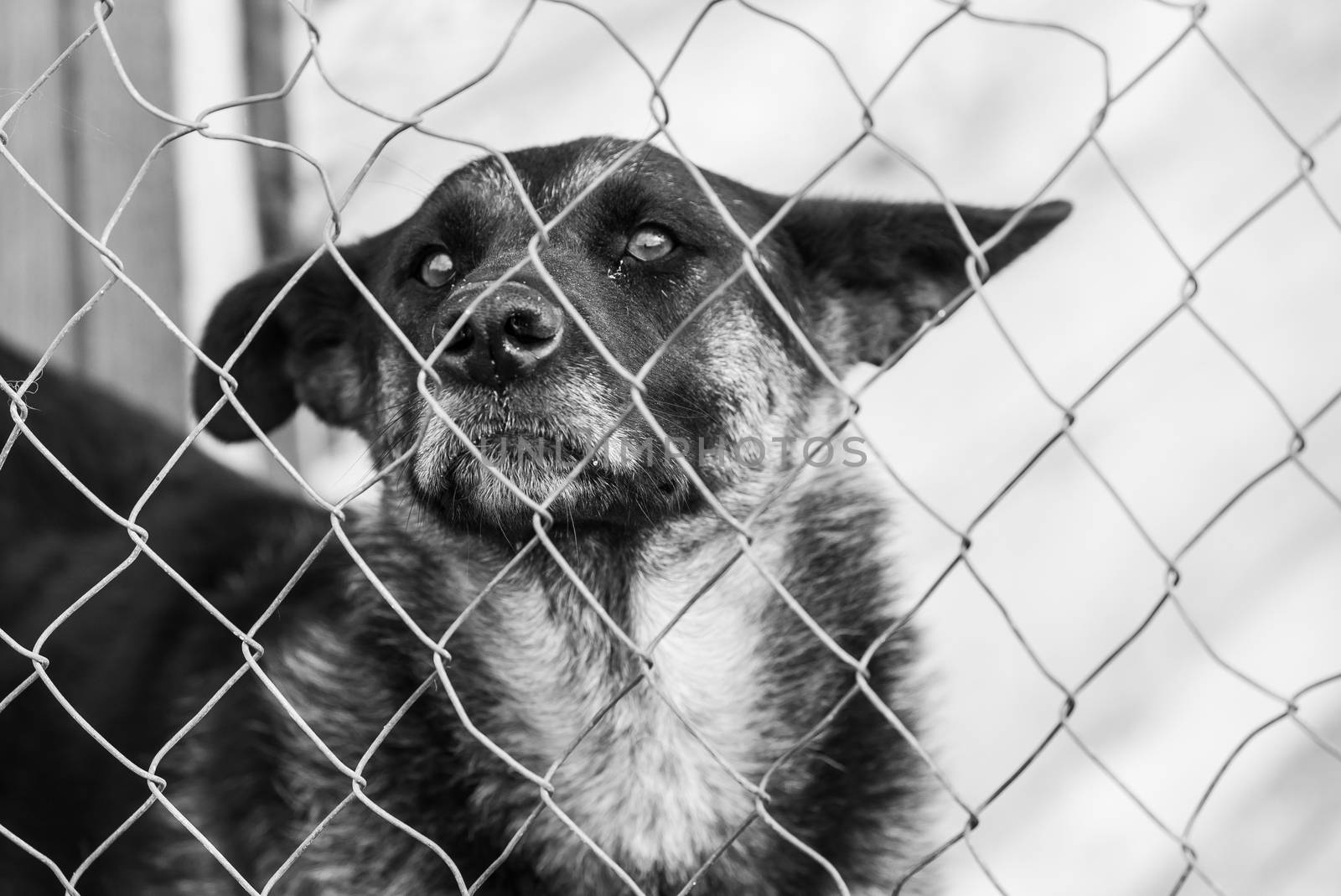 Black and white photo of homeless dog in a shelter for dogs.