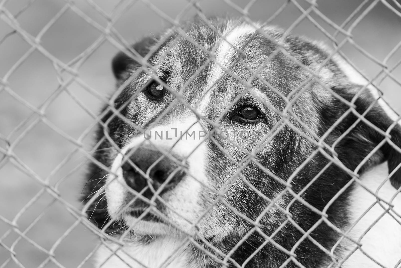 Black and white photo of homeless dog in a shelter for dogs.