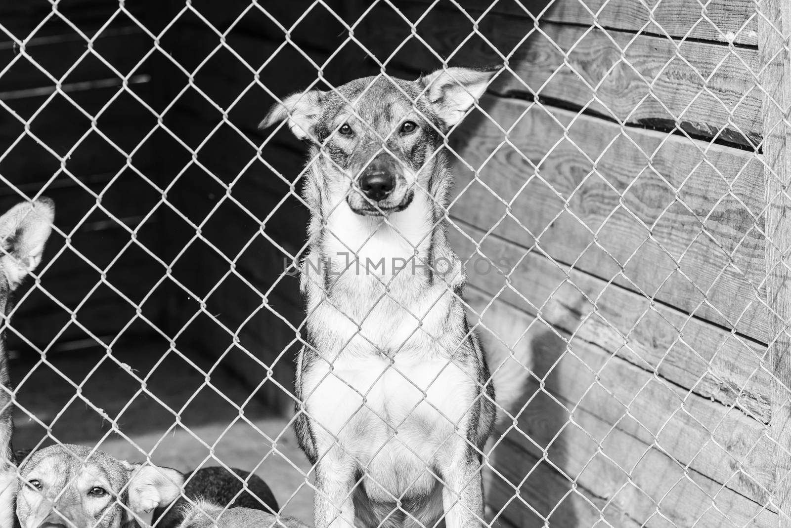 Black and white photo of homeless dog in a shelter for dogs.