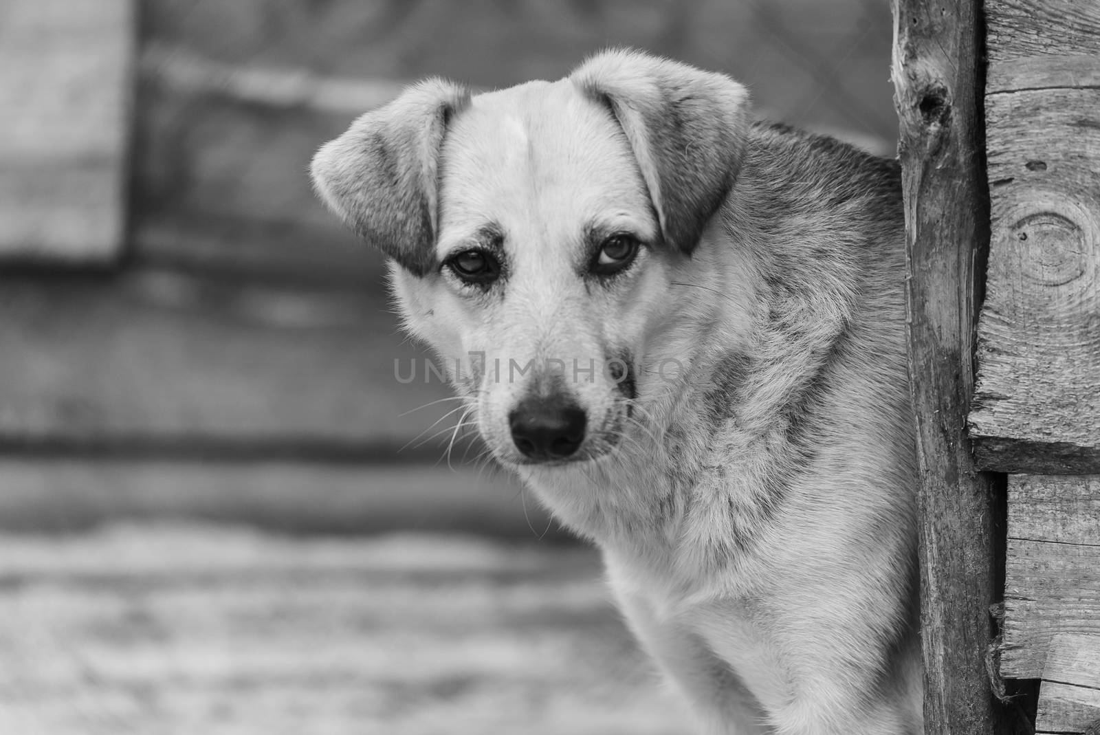 Black and white photo of homeless dog in a shelter for dogs.