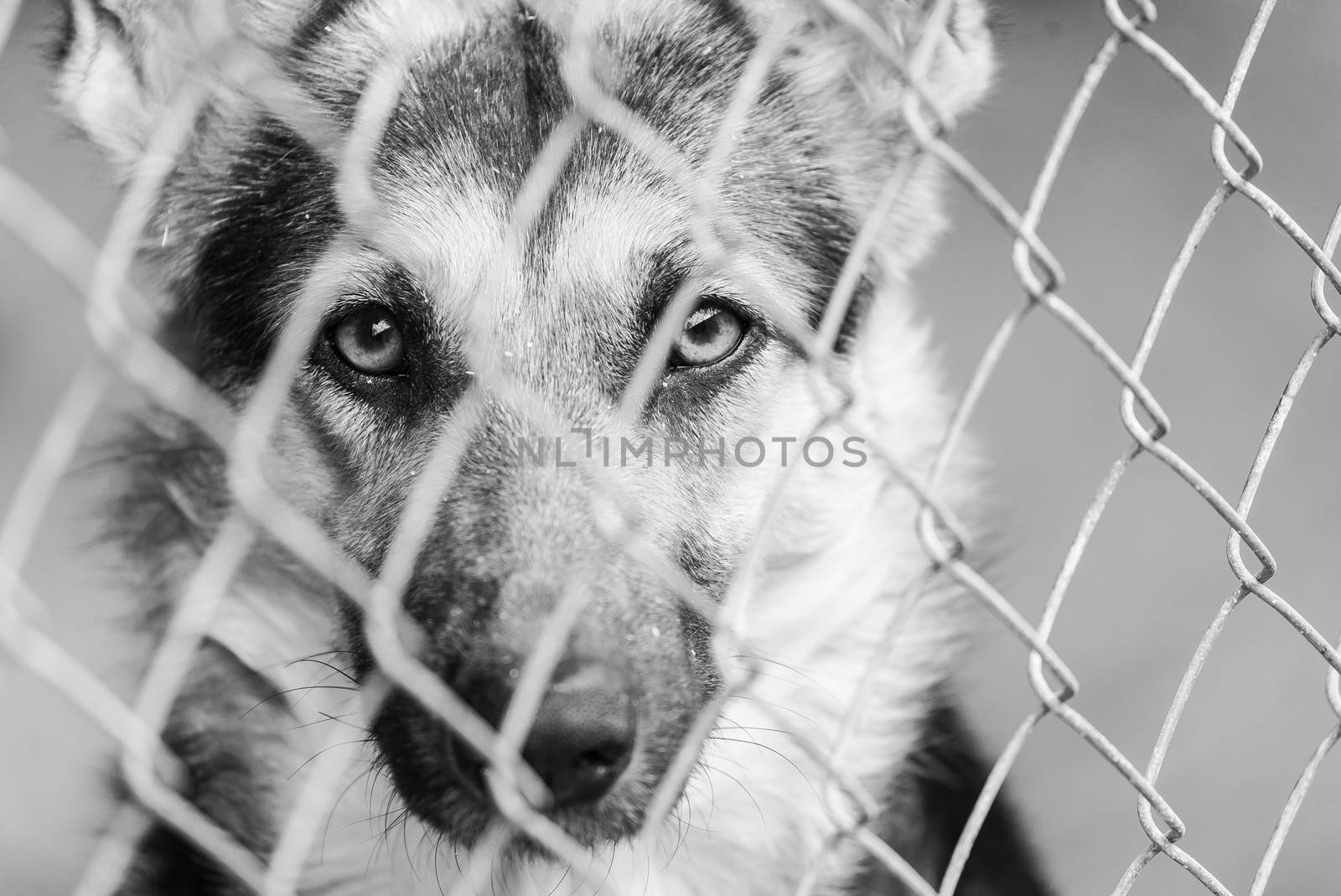 Black and white photo of homeless dog in a shelter for dogs.