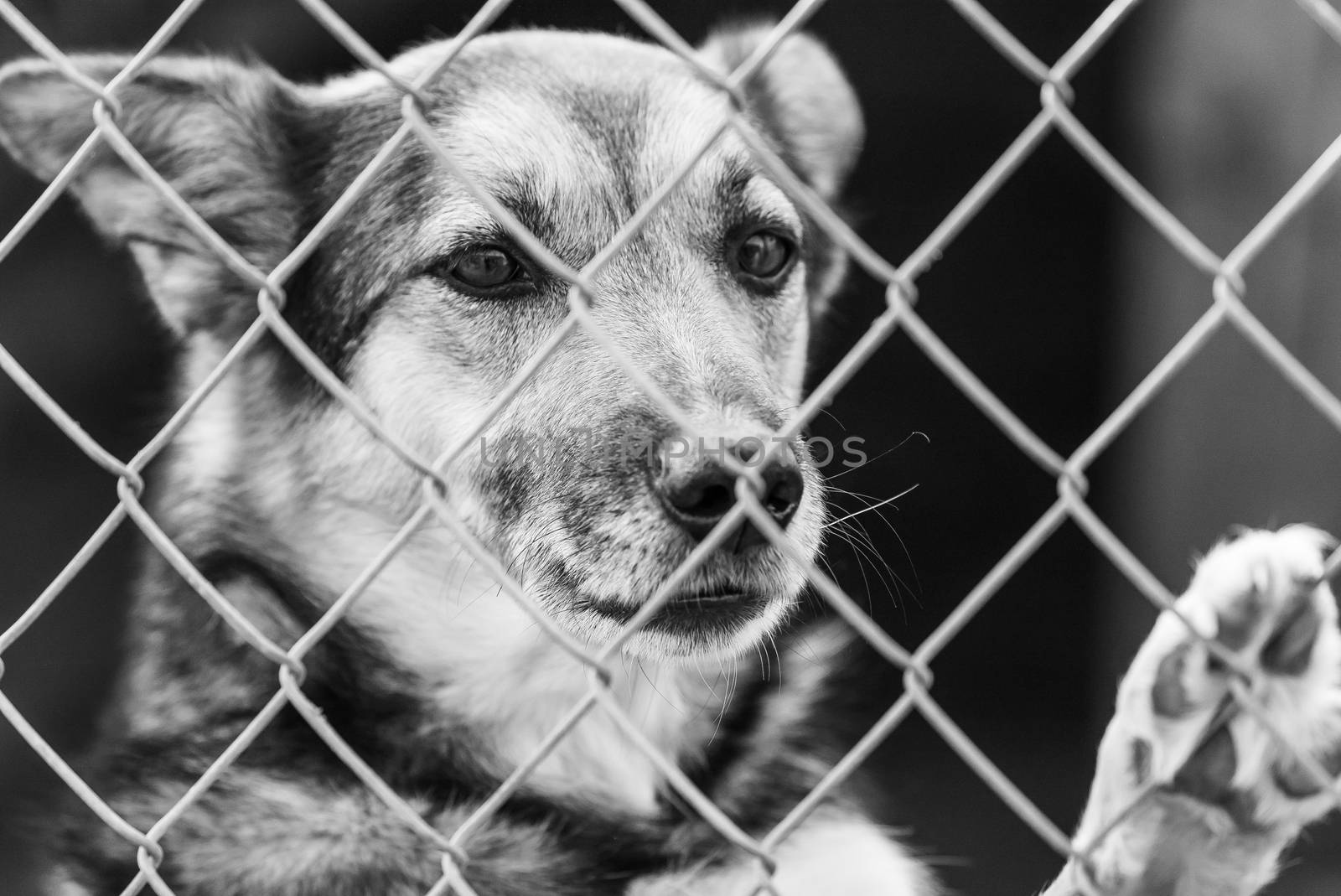 Black and white photo of homeless dog in a shelter for dogs.