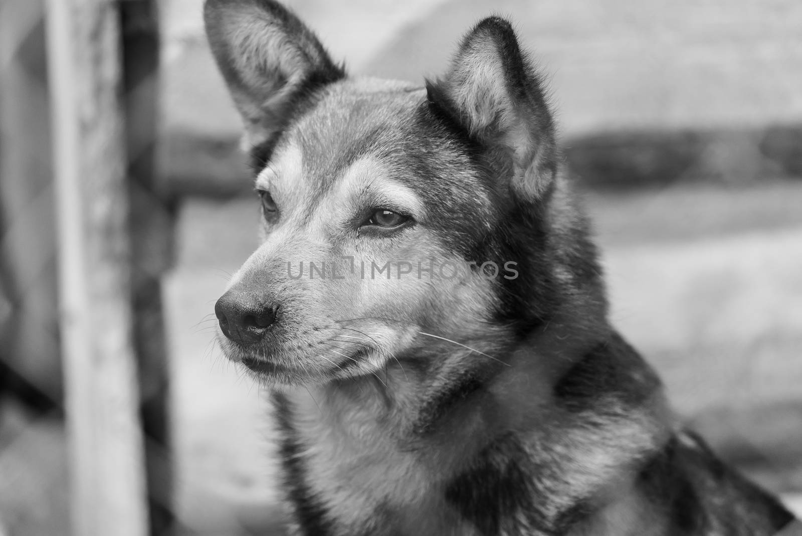 Black and white photo of homeless dog in a shelter for dogs.