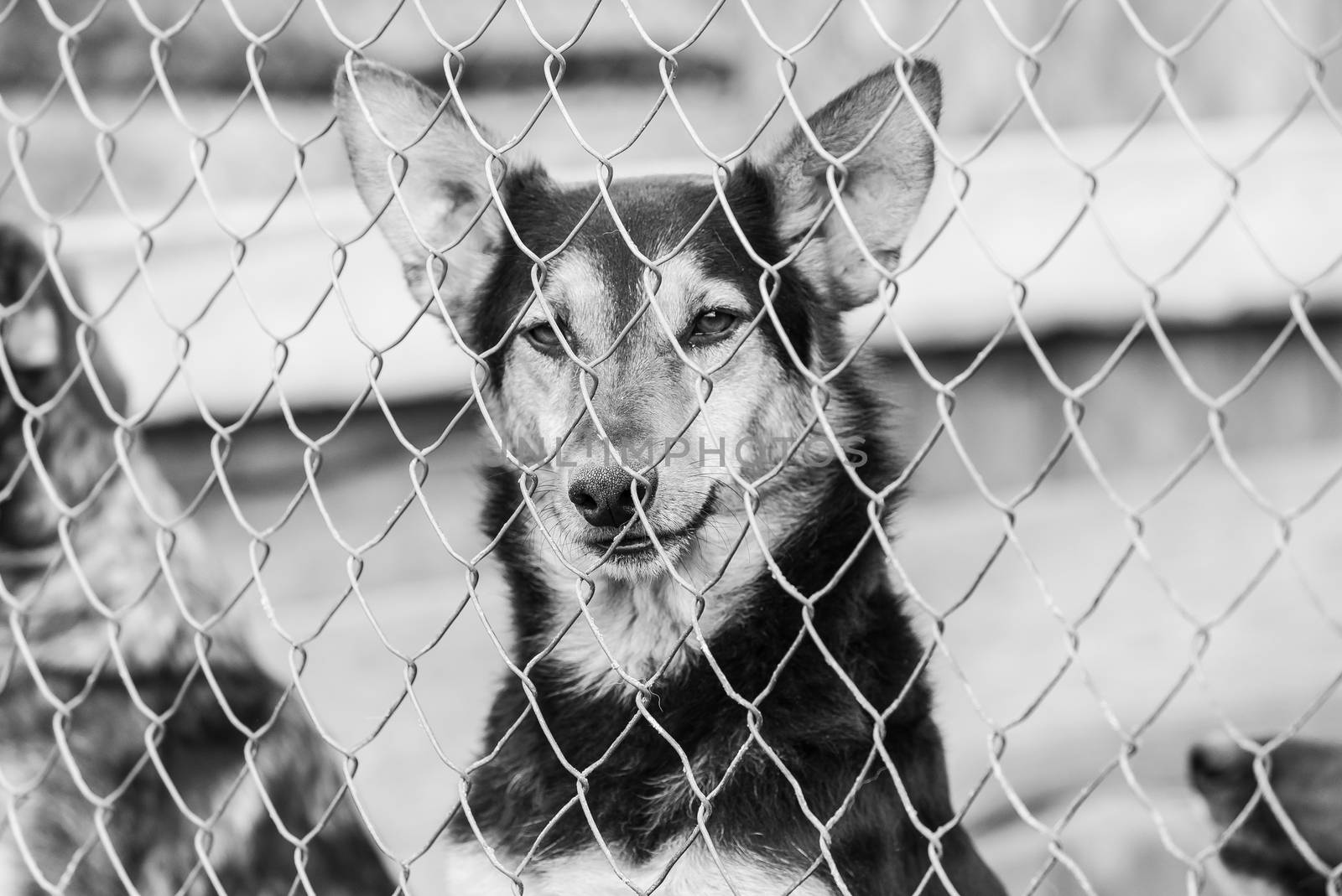 Black and white photo of homeless dog in a shelter for dogs.