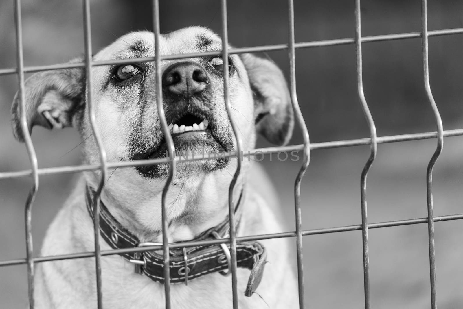 Black and white photo of homeless dog in a shelter for dogs.