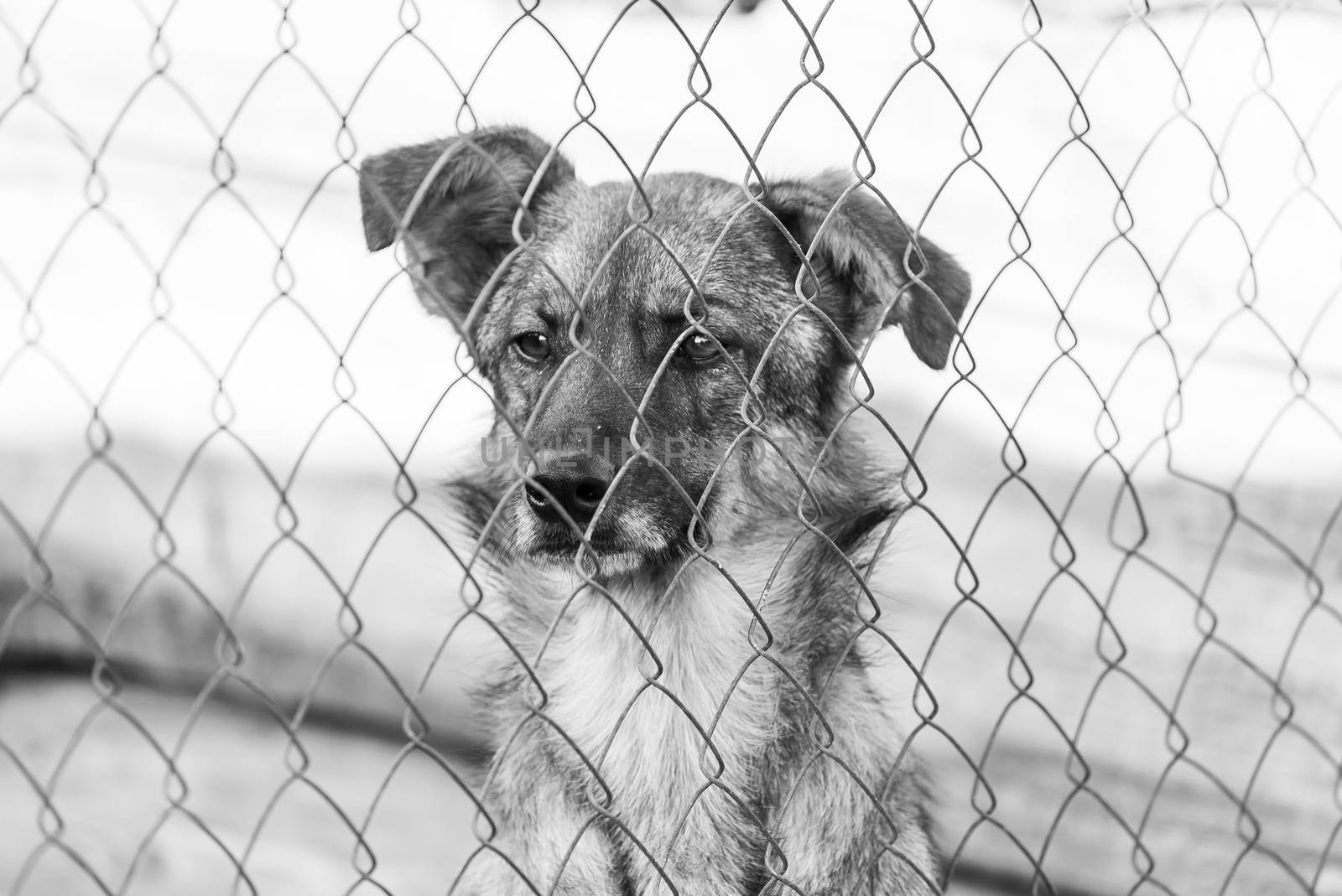 Black and white photo of homeless dog in a shelter for dogs.