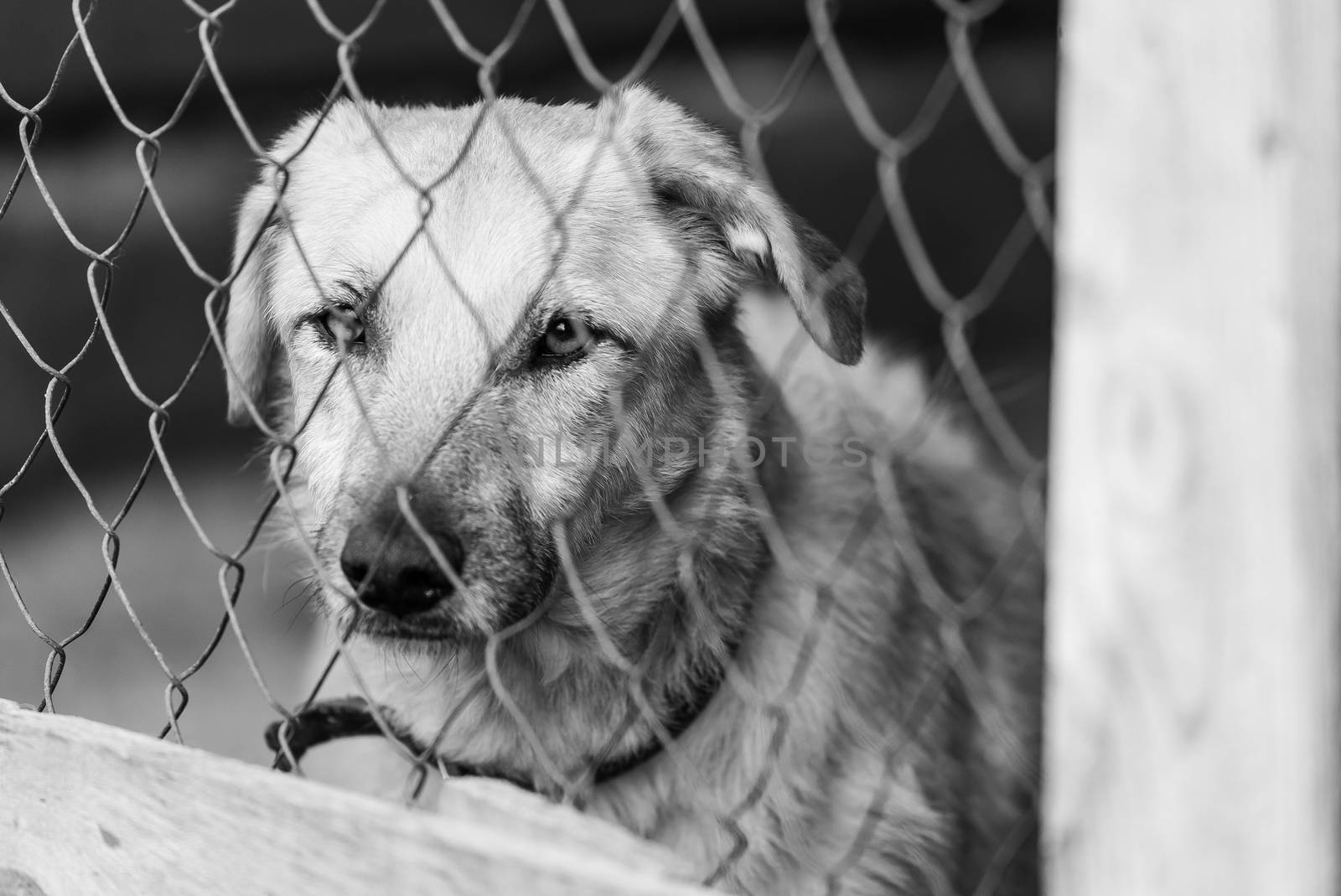 Black and white photo of homeless dog in a shelter for dogs.