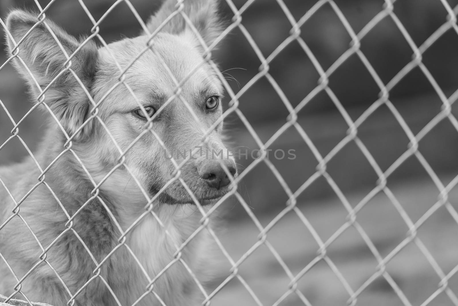 Black and white photo of homeless dog in a shelter for dogs.