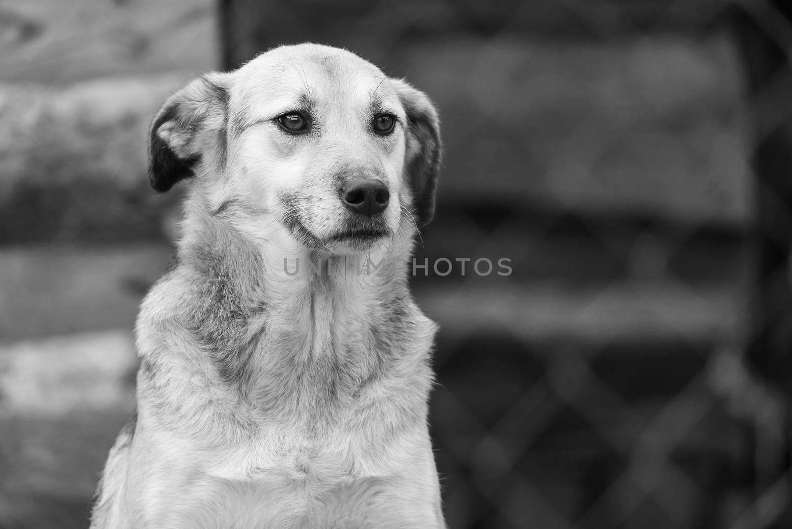 Black and white photo of homeless dog in a shelter for dogs.