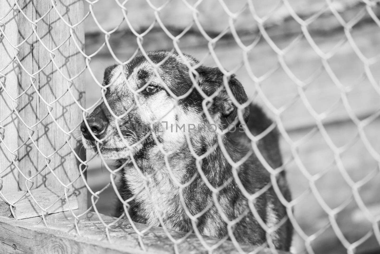 Black and white photo of homeless dog in a shelter for dogs.