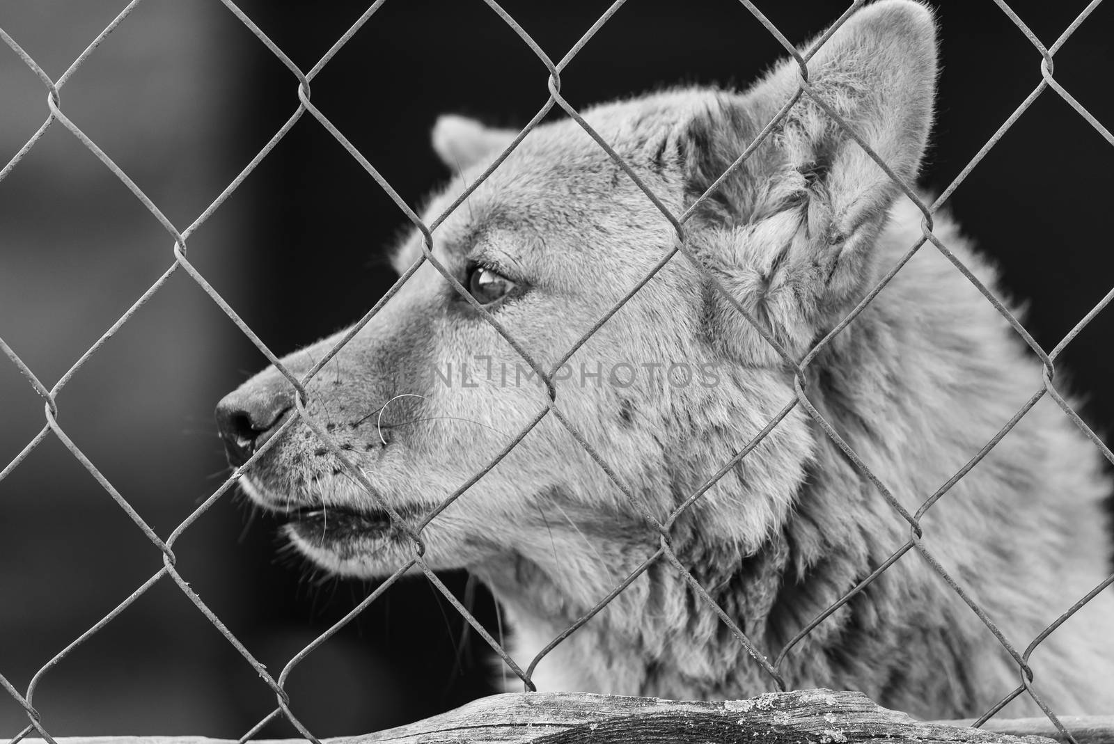 Black and white photo of homeless dog in a shelter for dogs.