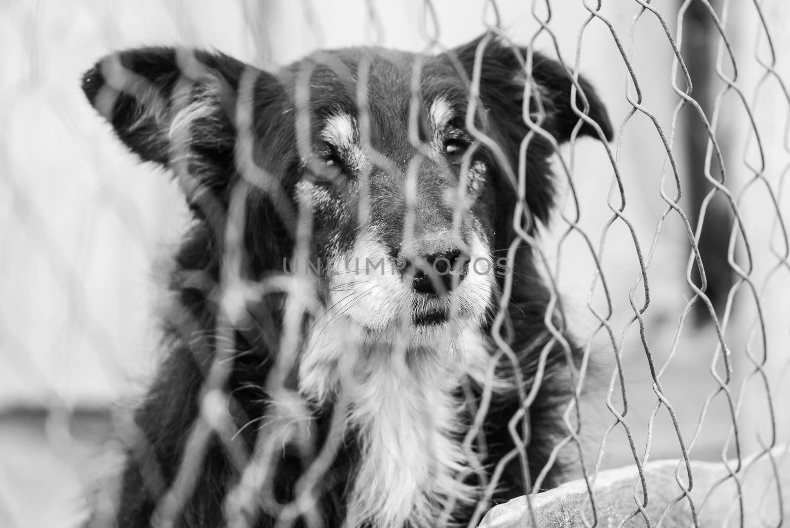 Black and white photo of homeless dog in a shelter for dogs.