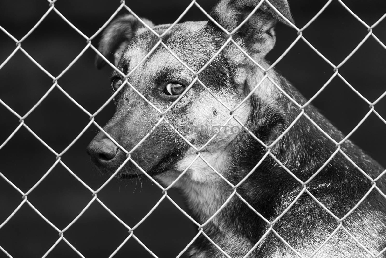 Black and white photo of homeless dog in a shelter for dogs.