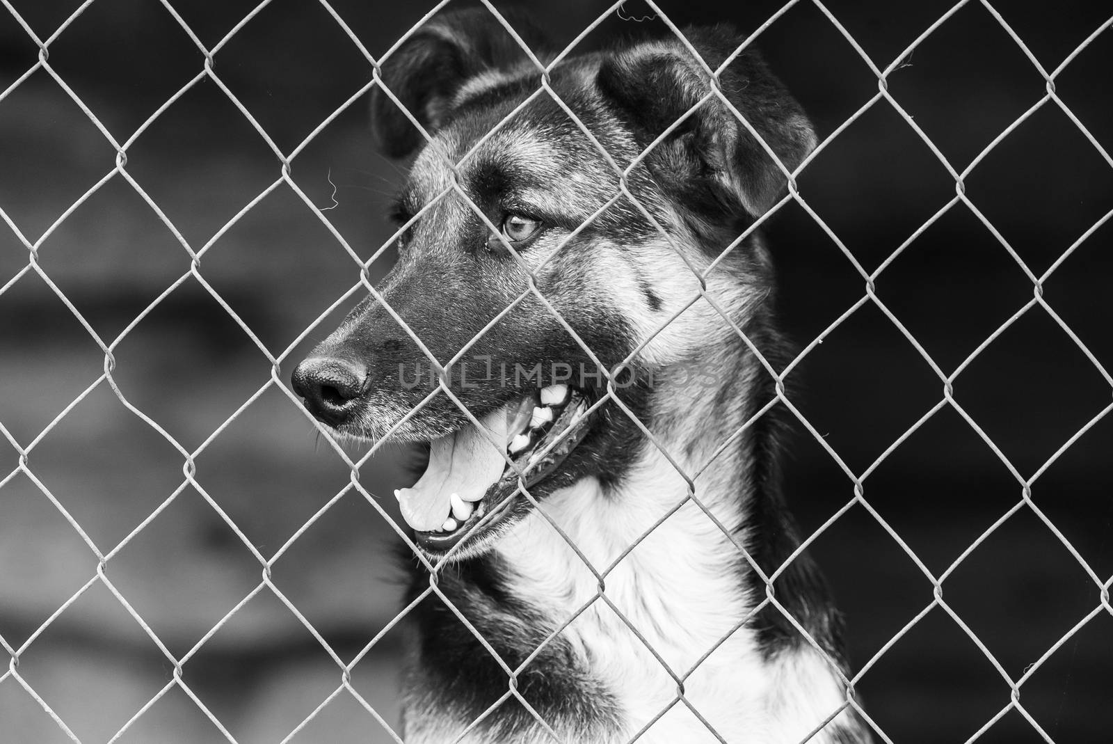 Black and white photo of homeless dog in a shelter for dogs.