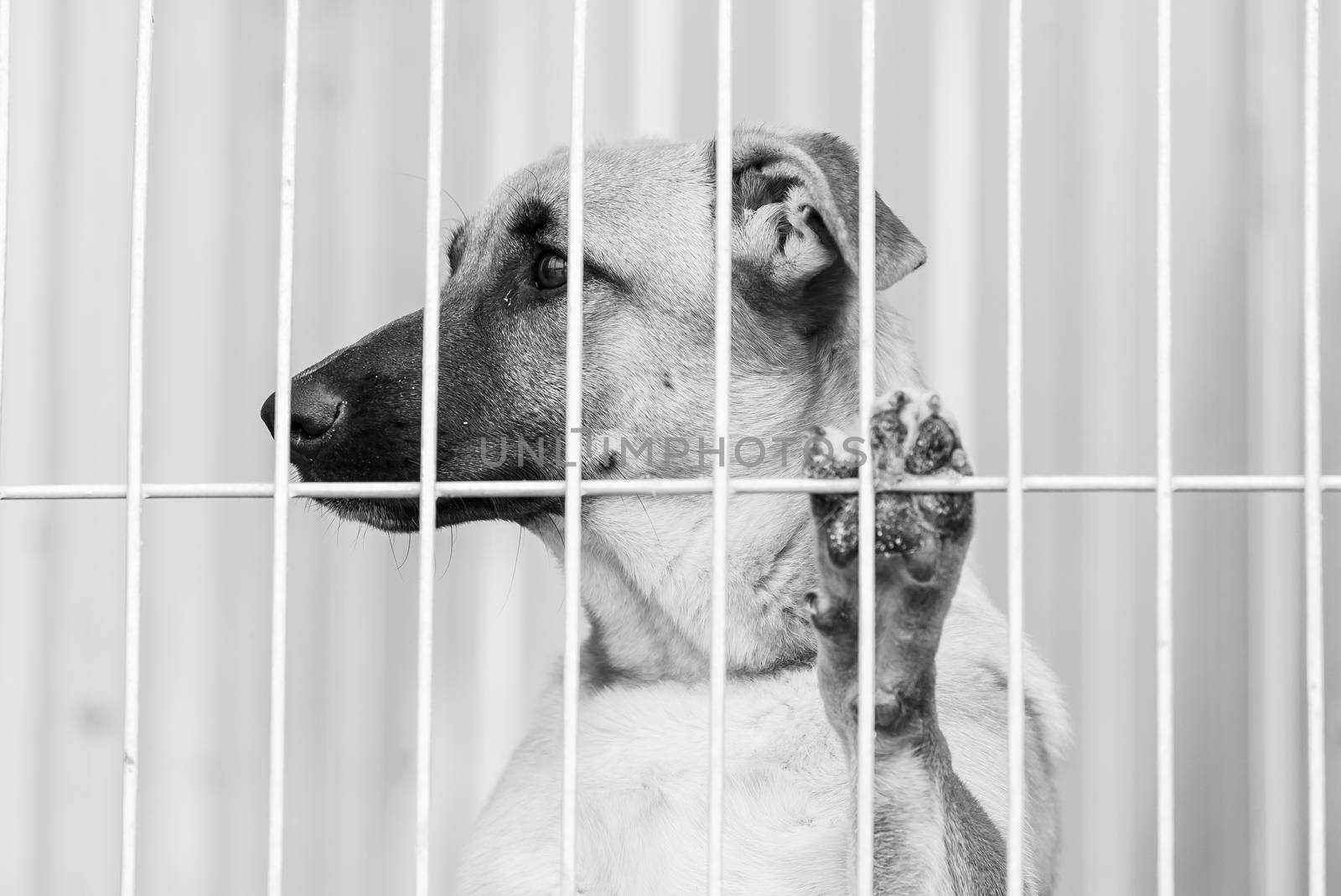 Black and white photo of homeless dog in a shelter for dogs.