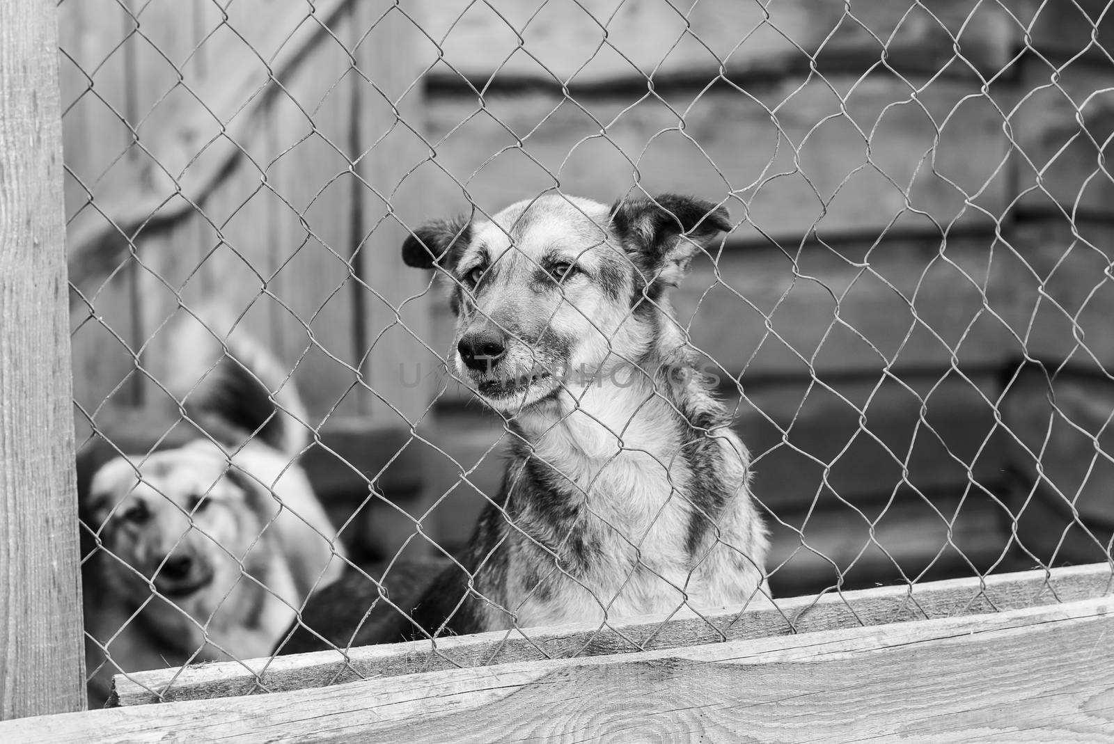 Black and white photo of homeless dog in a shelter for dogs.