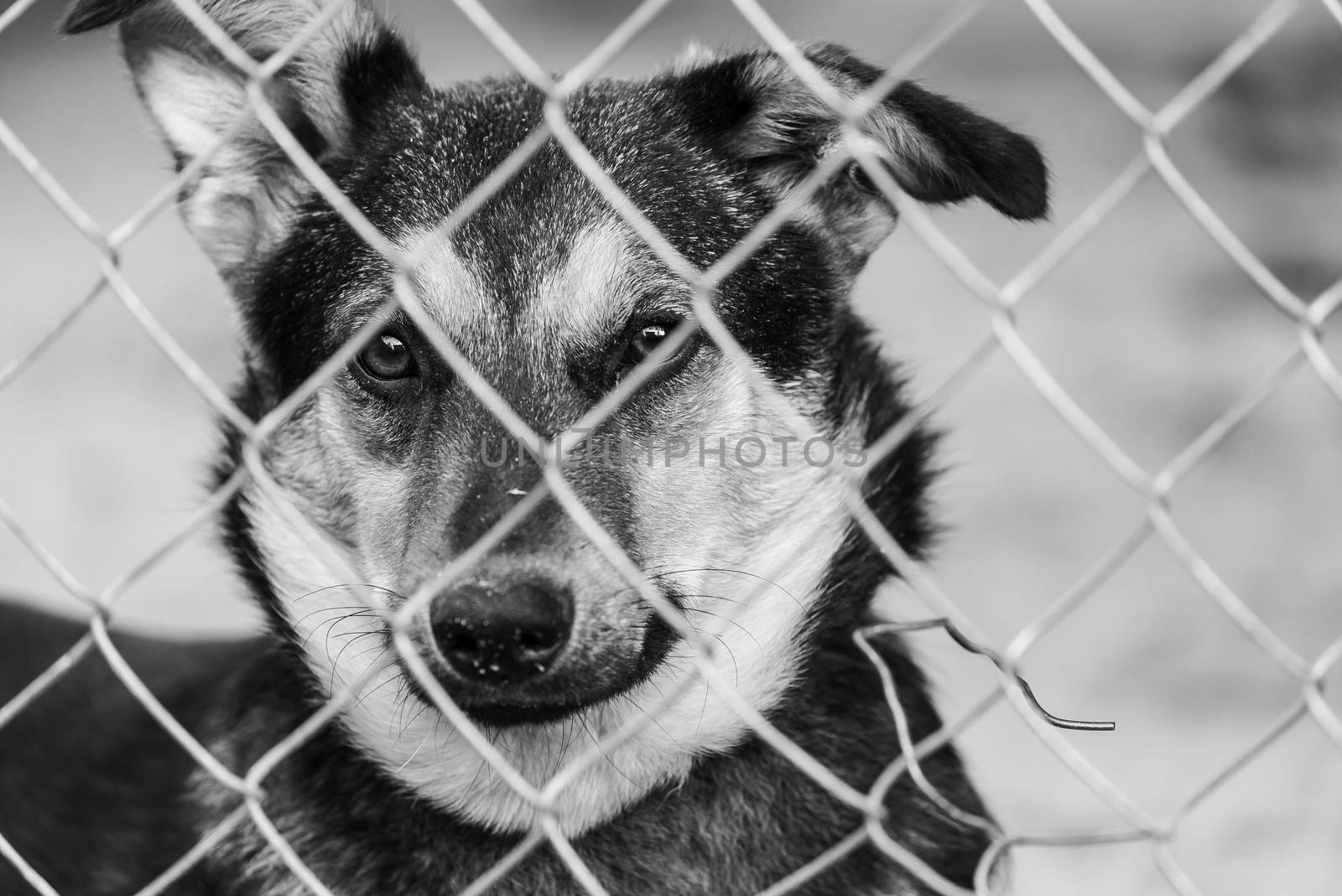 Black and white photo of homeless dog in a shelter for dogs.