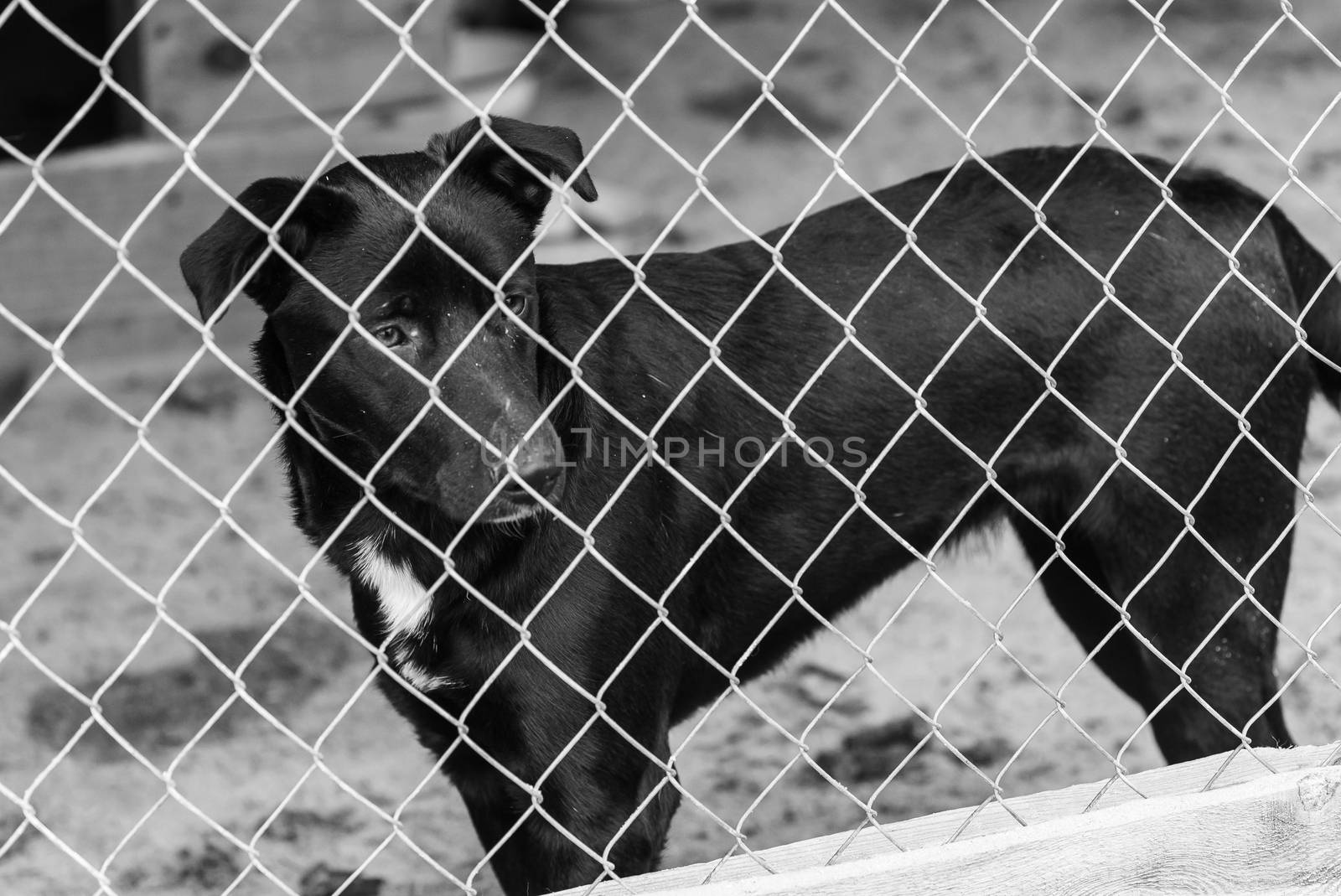 Black and white photo of homeless dog in a shelter for dogs.