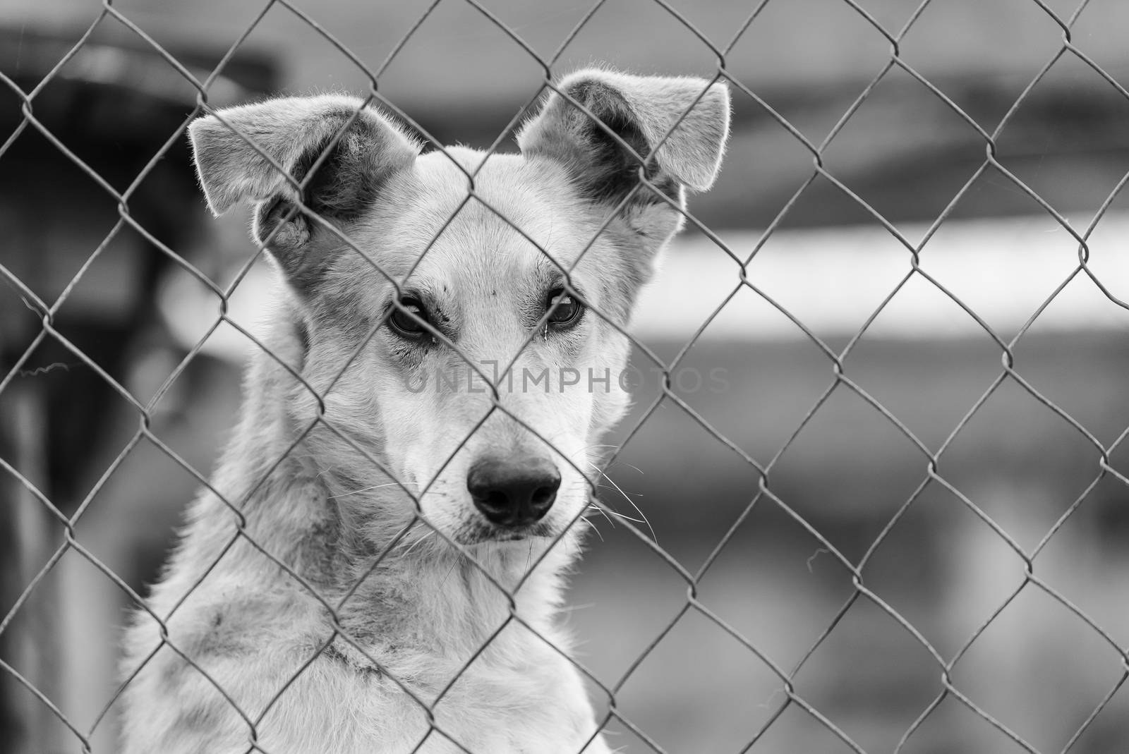 Black and white photo of homeless dog in a shelter for dogs.