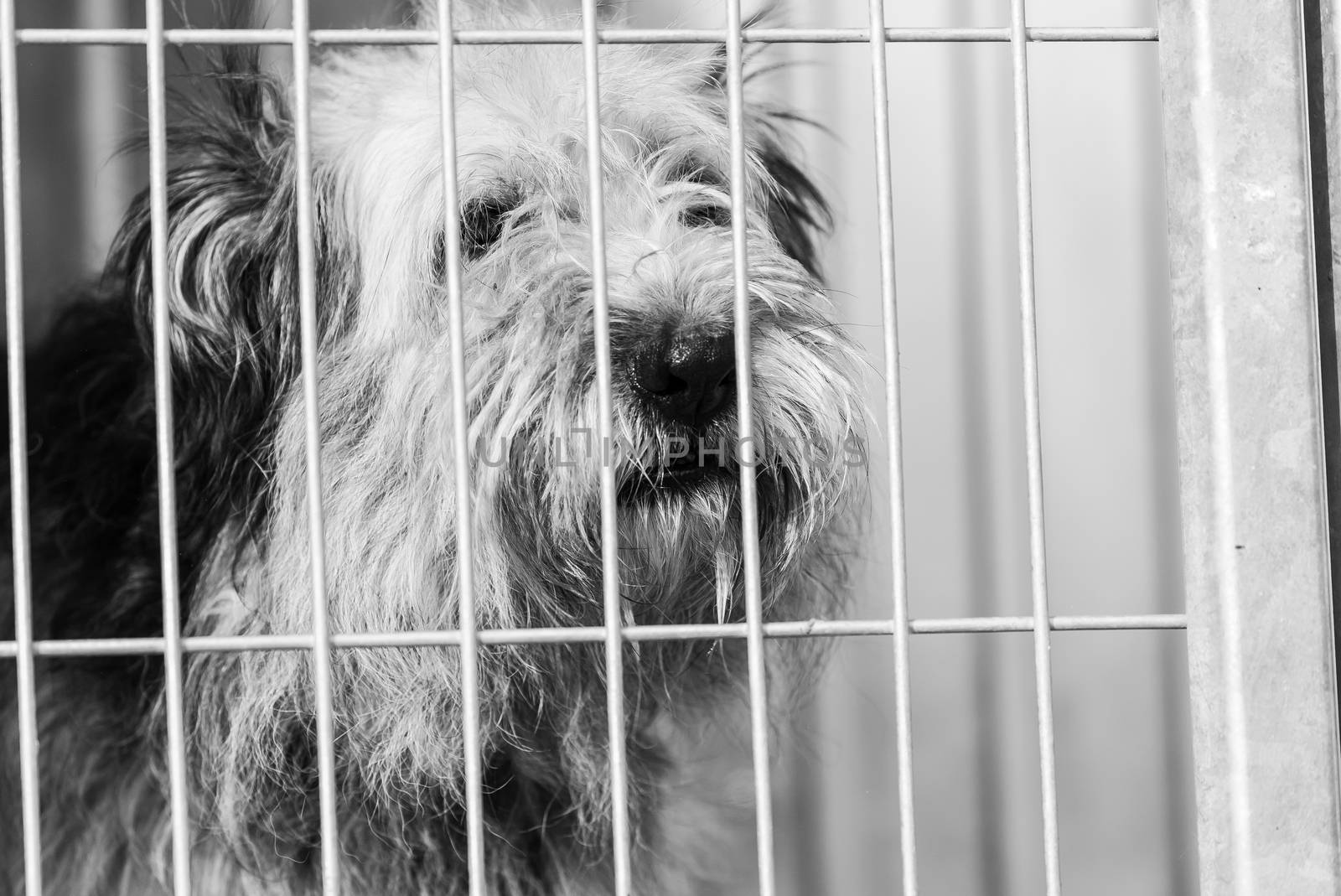 Black and white photo of homeless dog in a shelter for dogs.