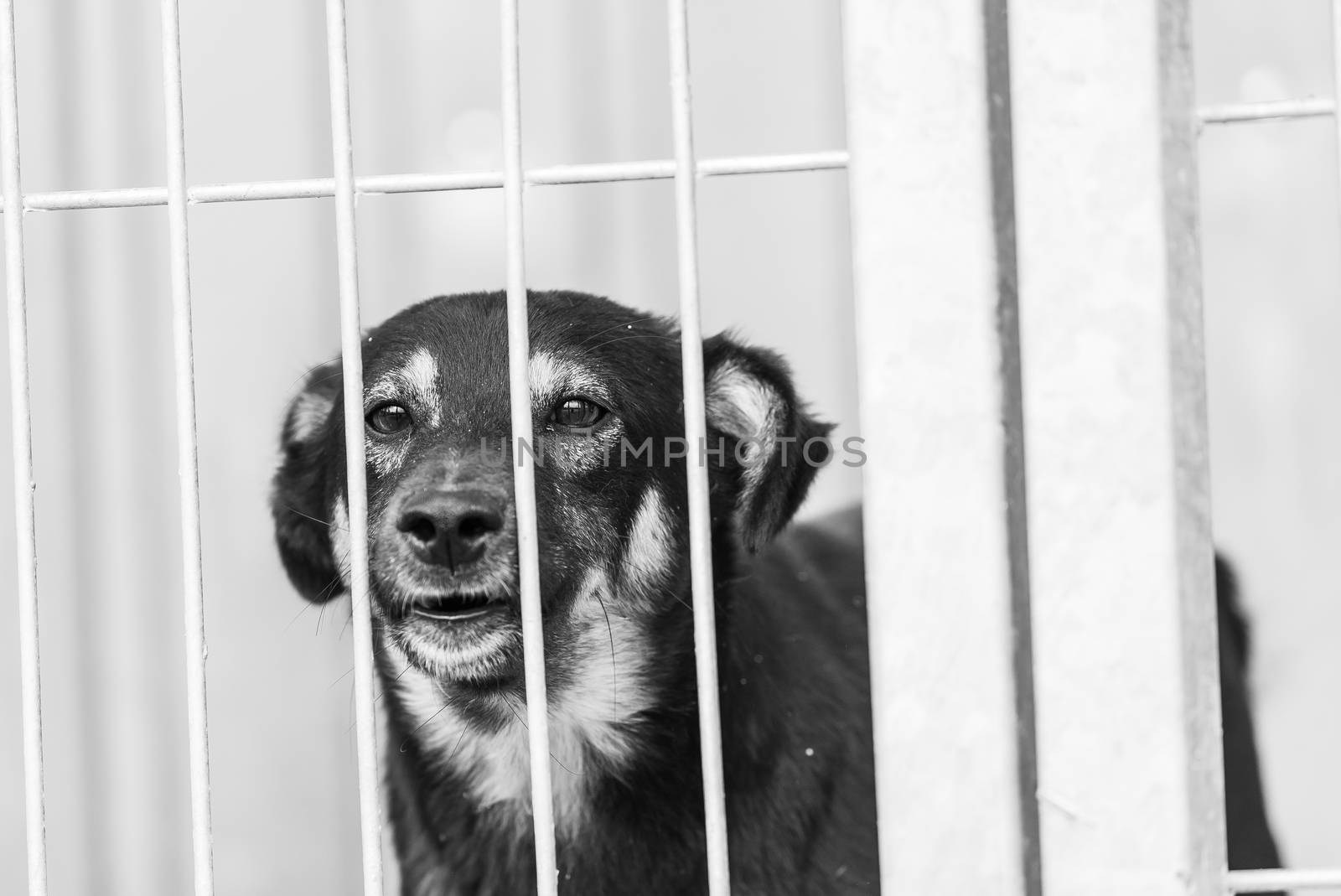 Black and white photo of homeless dog in a shelter for dogs.