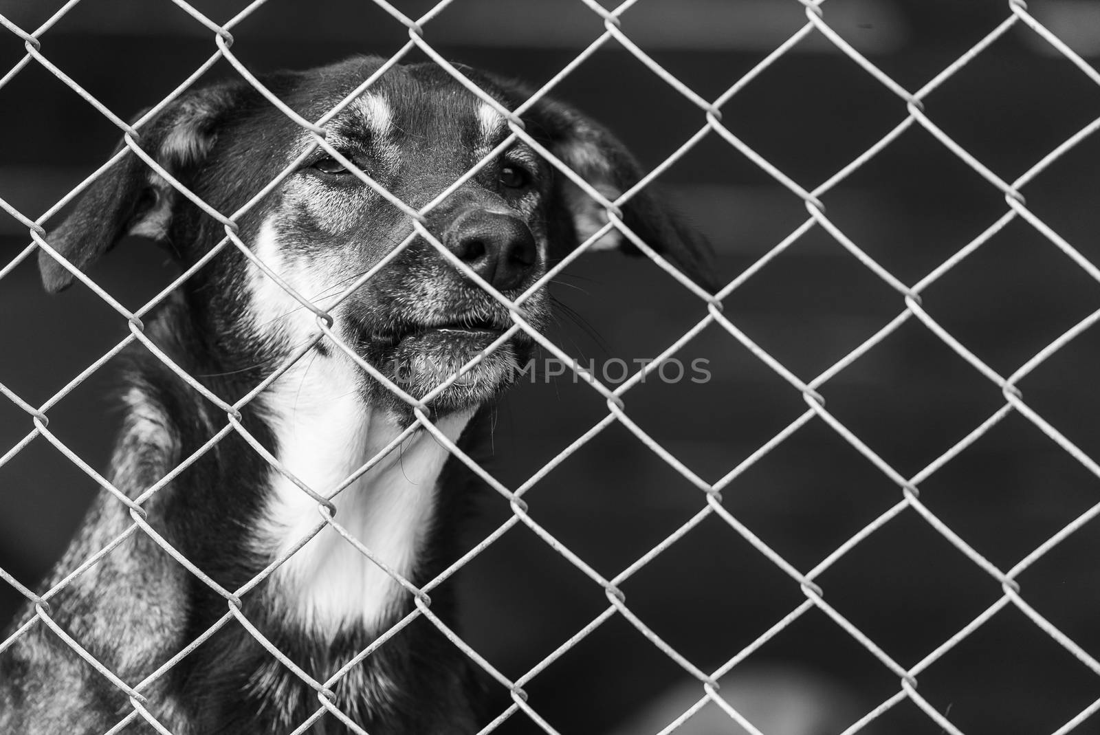 Black and white photo of homeless dog in a shelter for dogs.