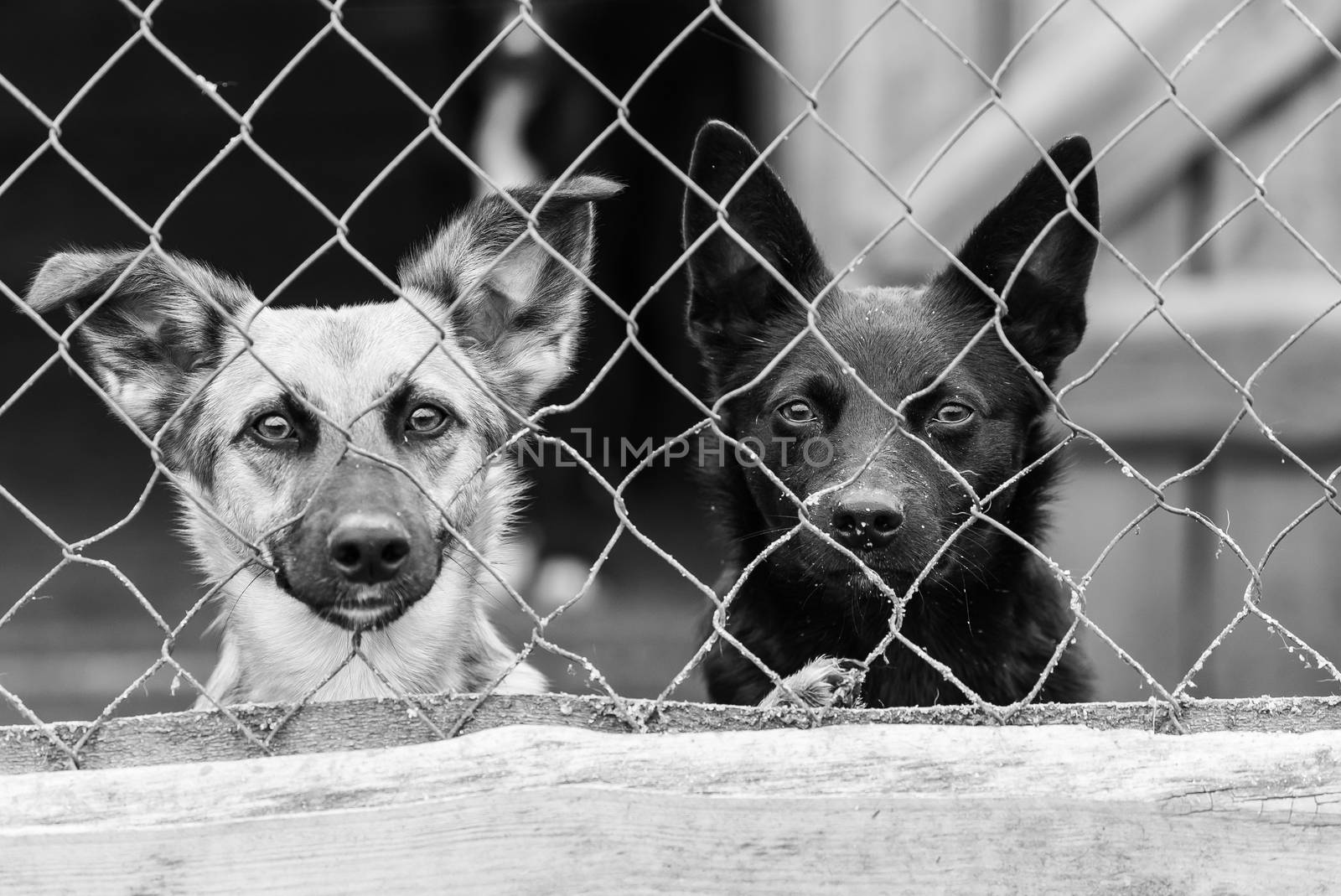 Black and white photo of homeless dog in a shelter for dogs.