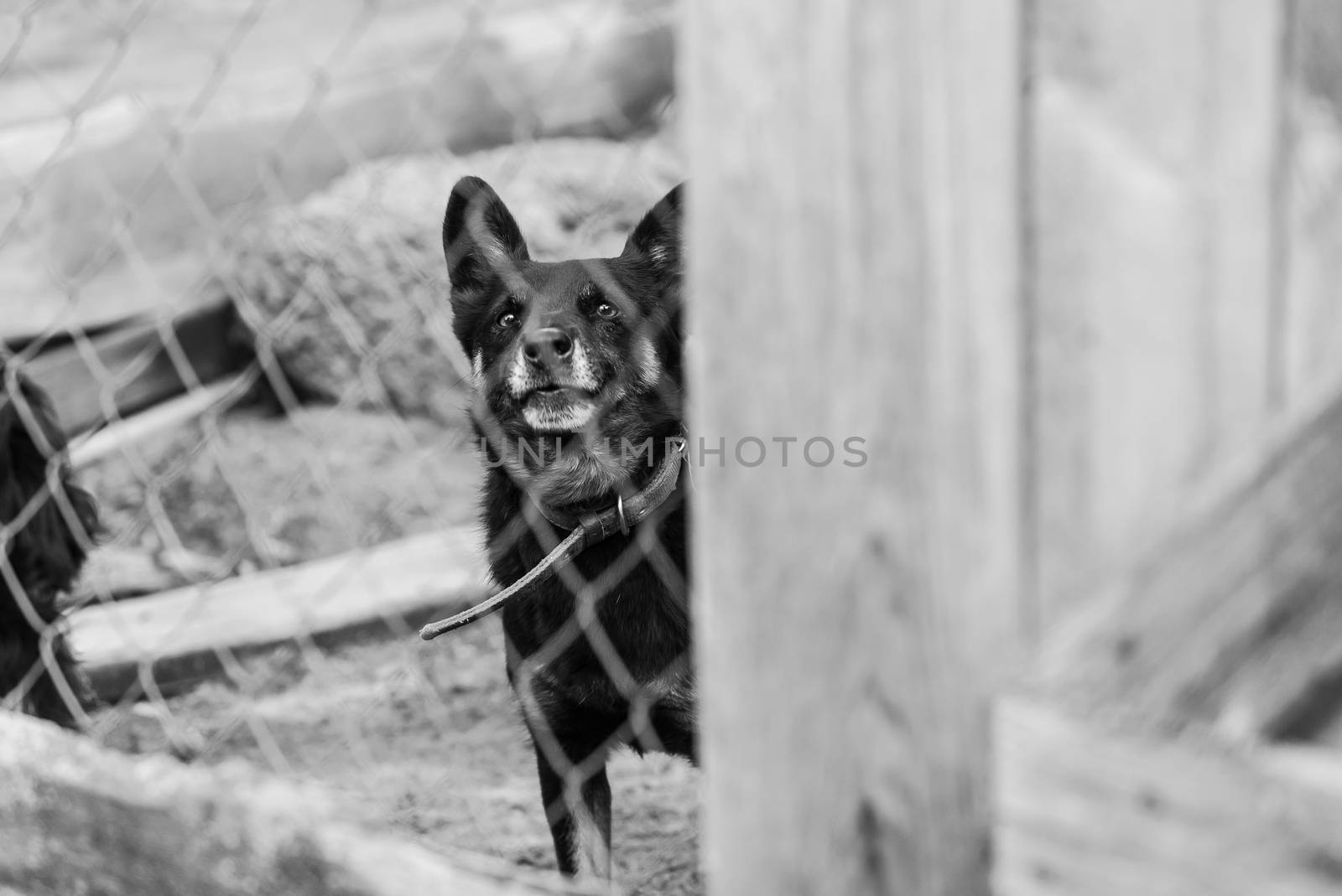 Black and white photo of homeless dog in a shelter for dogs.