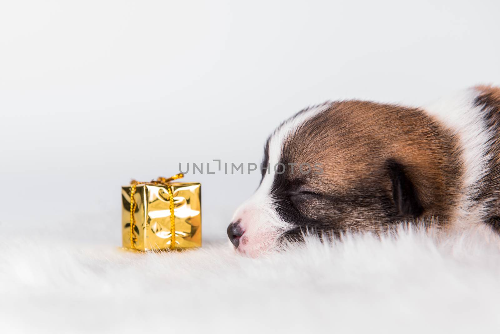 Funny small Pembroke Welsh Corgi puppy dog with gift isolated on white background for Christmas or other holidays card