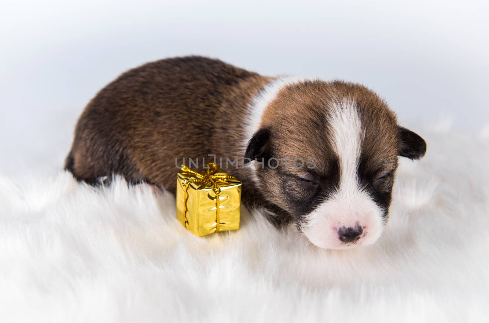 Small Pembroke Welsh Corgi puppy dog with gift by infinityyy