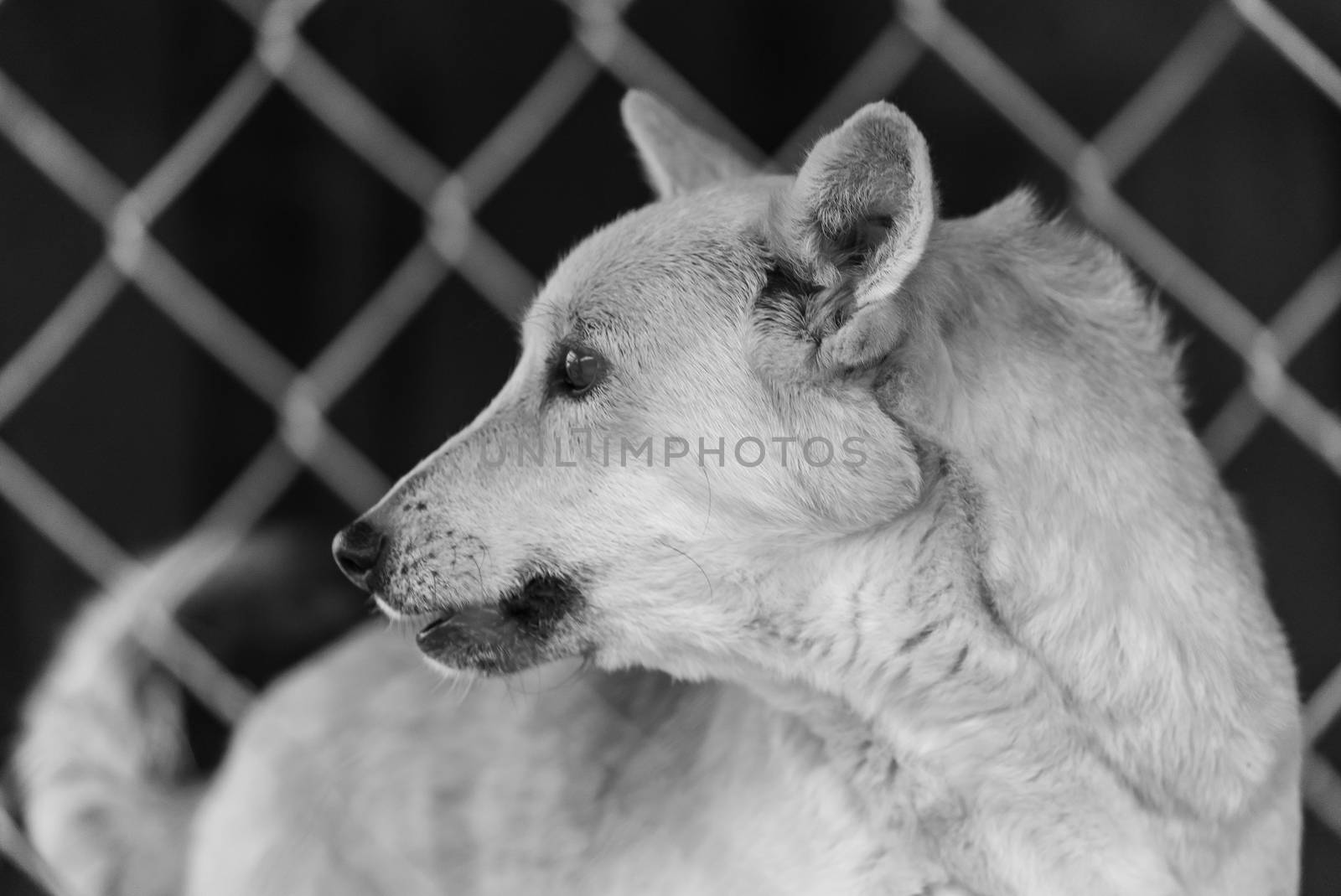 Black and white photo of homeless dog in a shelter for dogs.