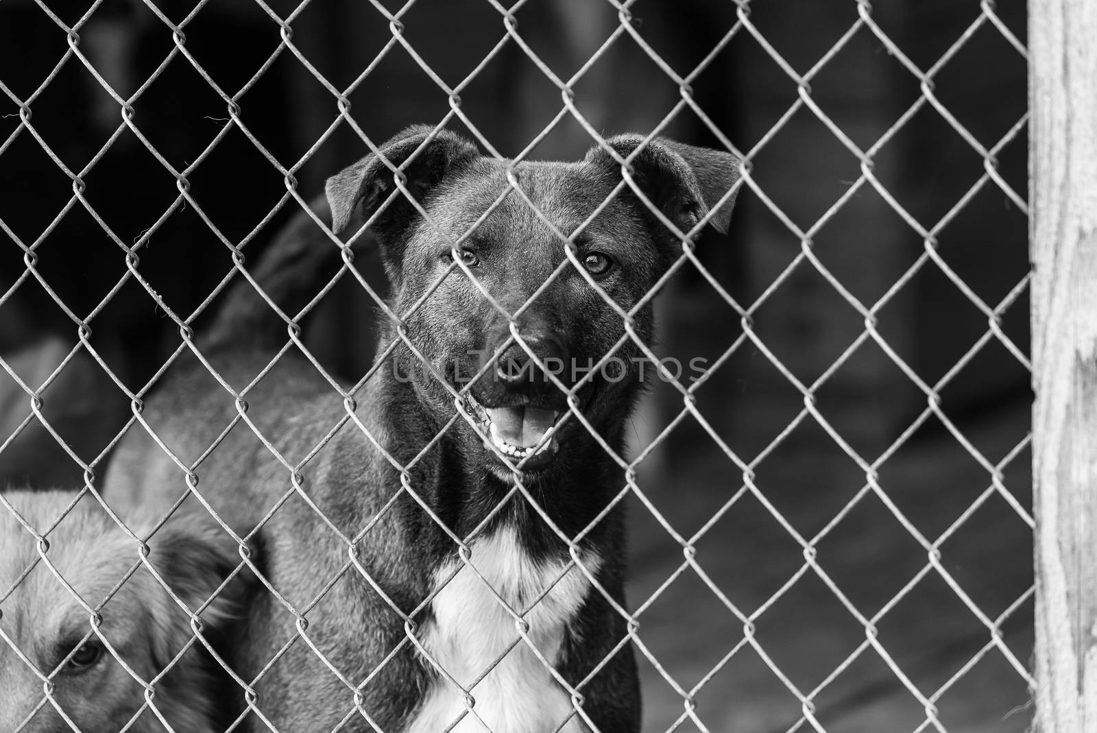 Black and white photo of homeless dog in a shelter for dogs.