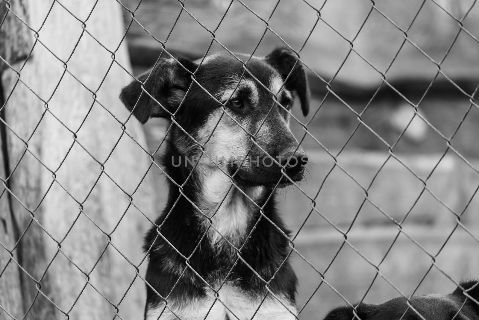 Black and white photo of homeless dog in a shelter for dogs.