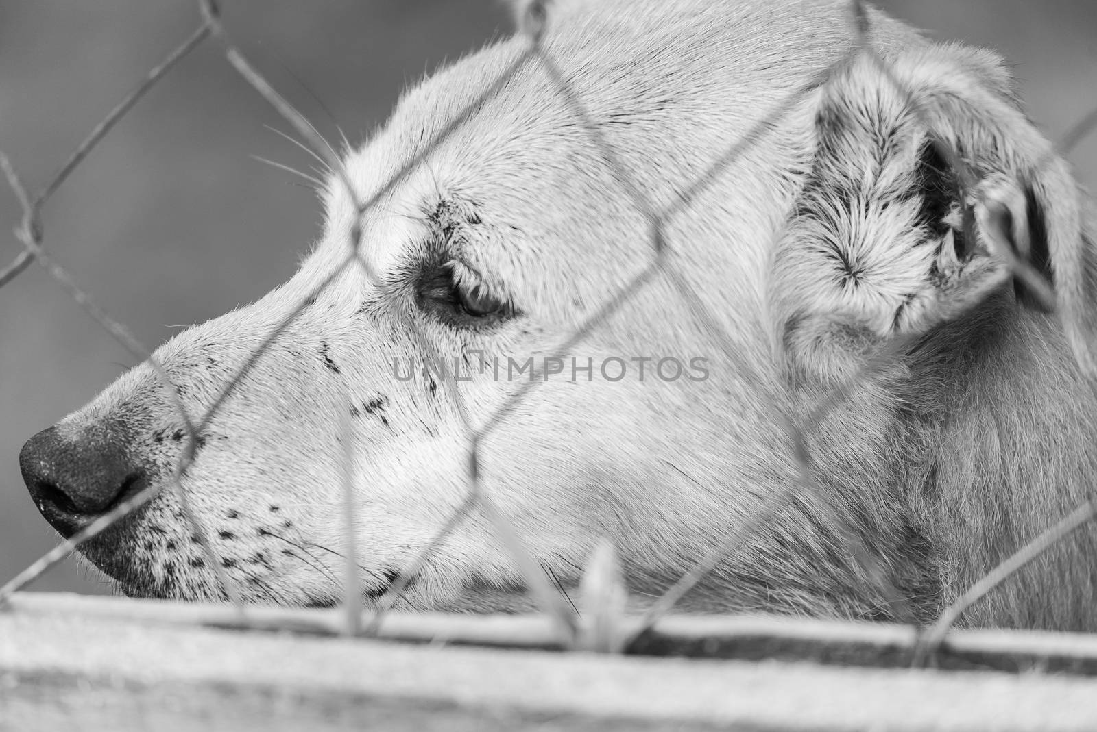 Black and white photo of homeless dog in a shelter for dogs.