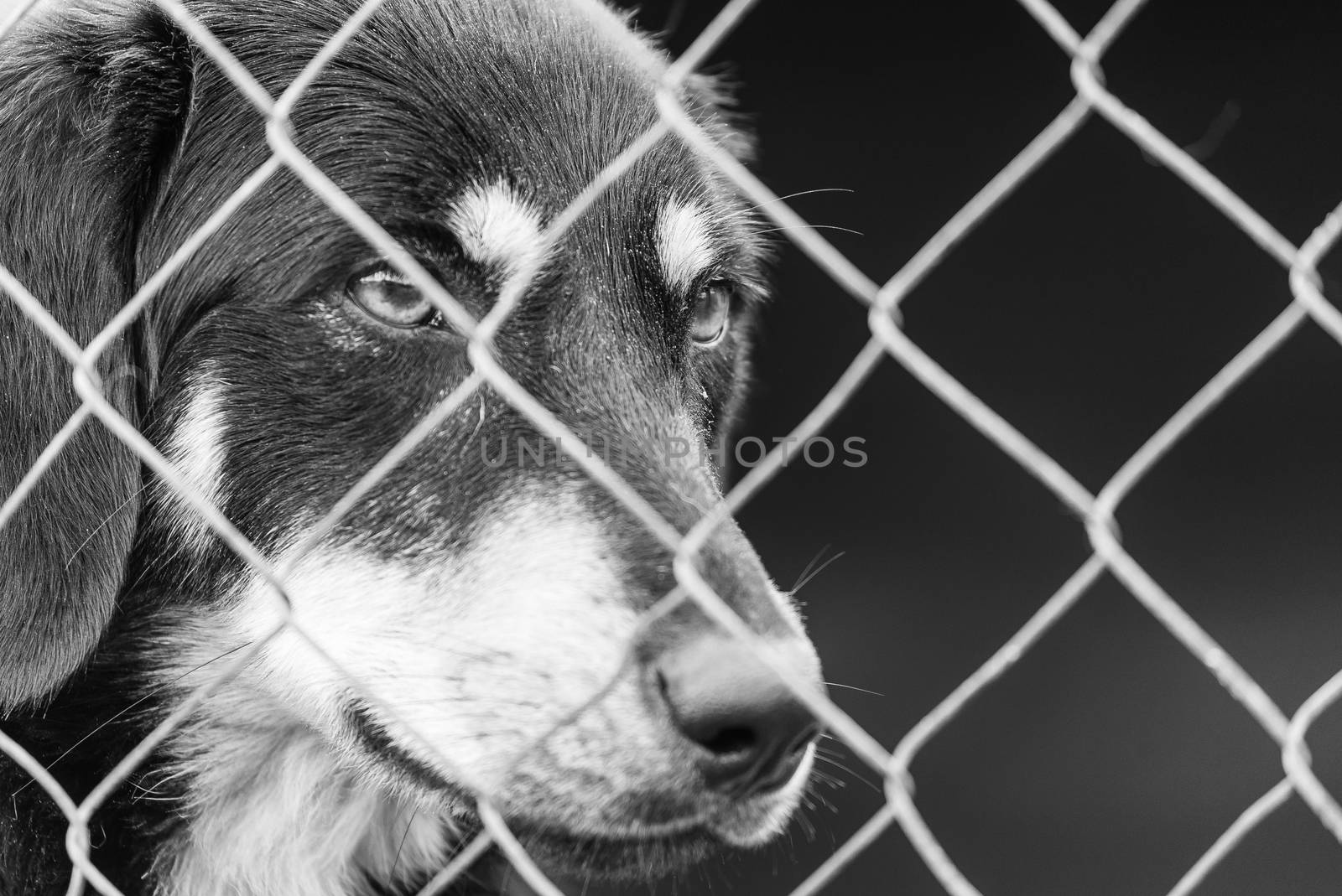 Black and white photo of homeless dog in a shelter for dogs.