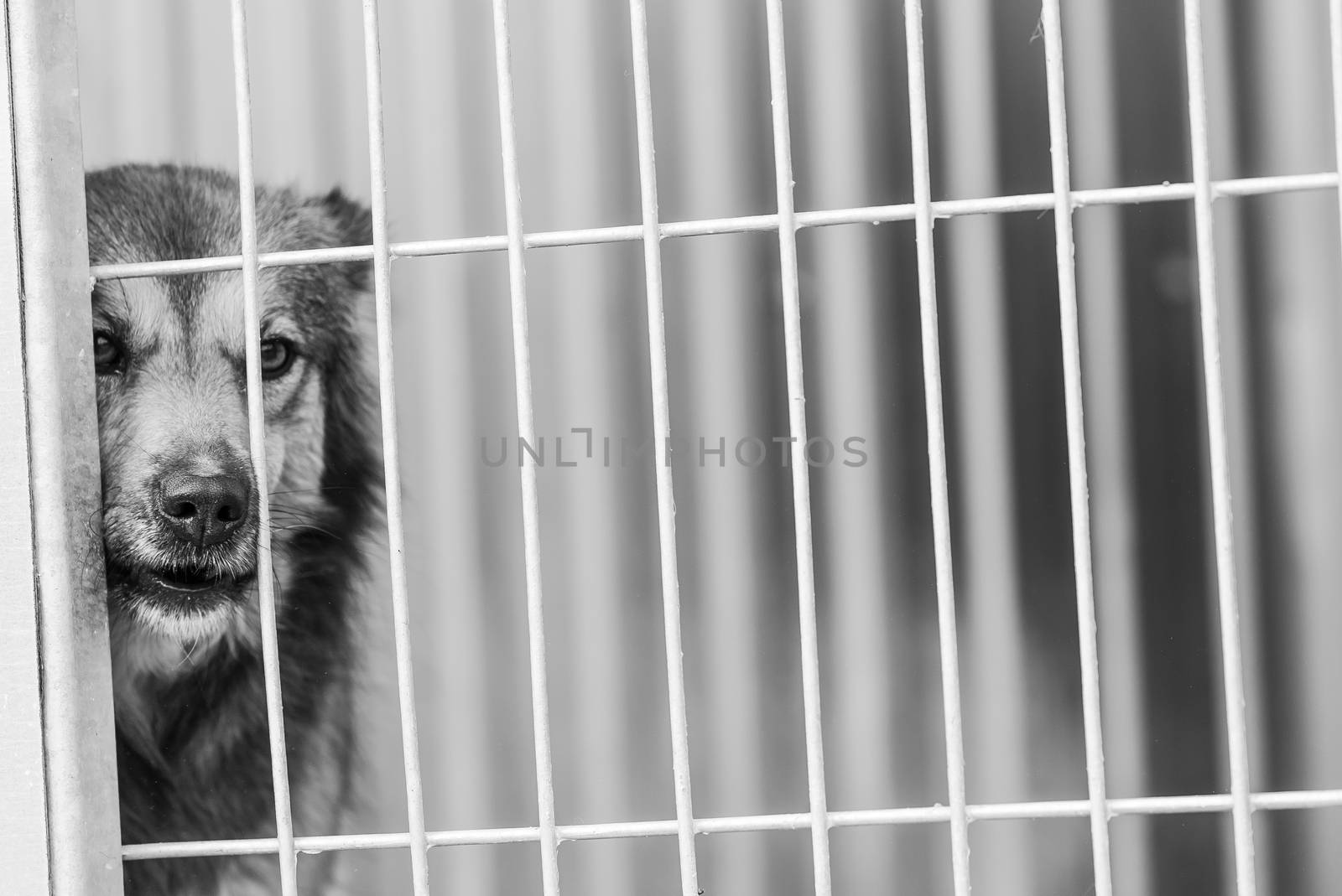 Black and white photo of homeless dog in a shelter for dogs.