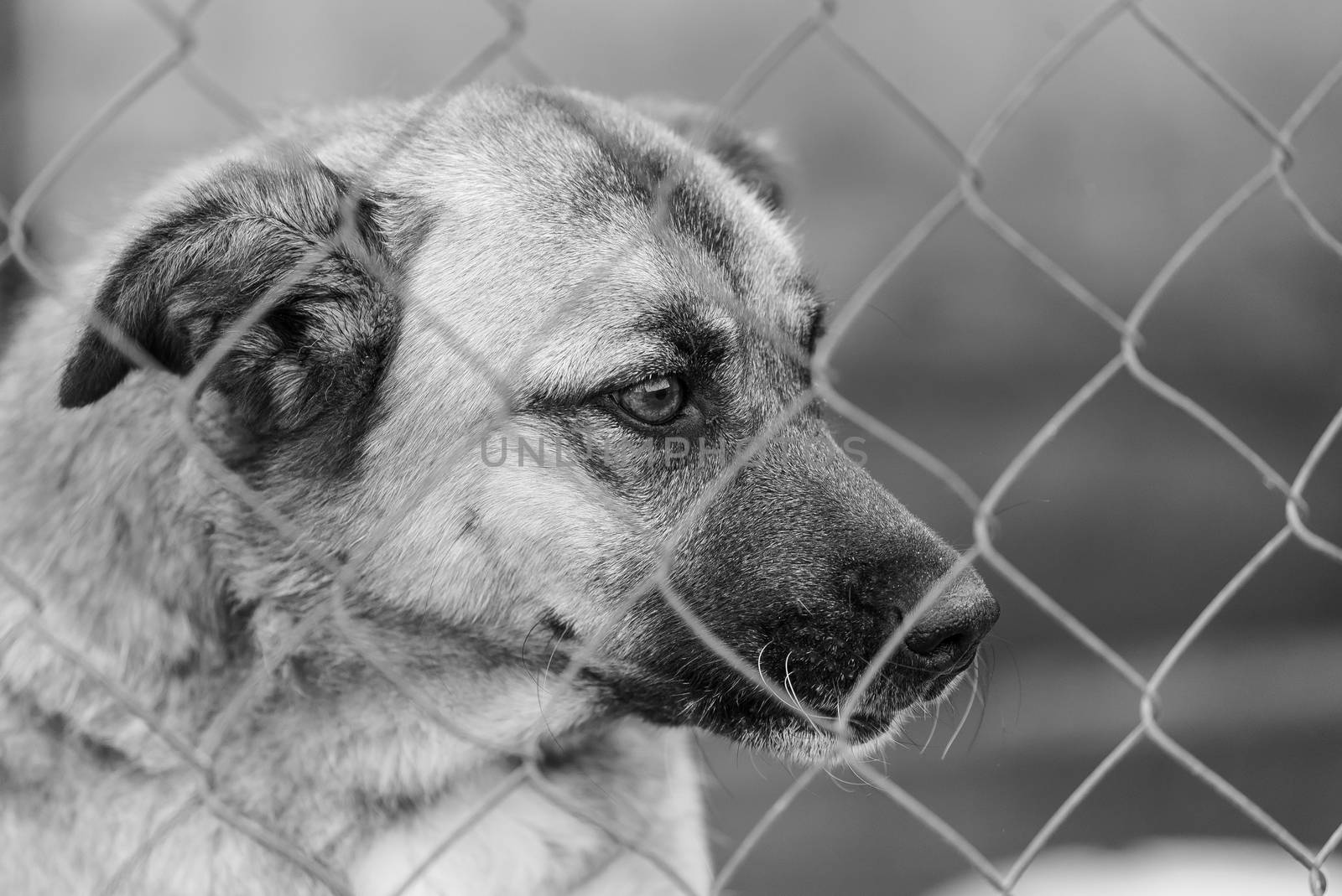 Black and white photo of homeless dog in a shelter for dogs.