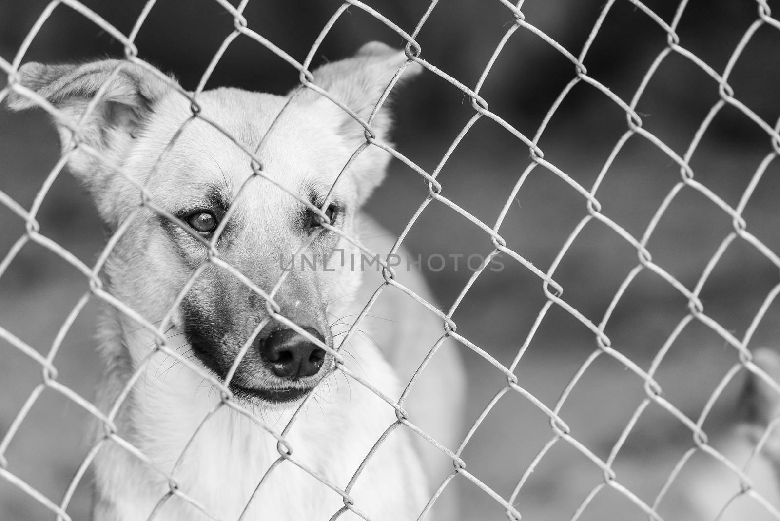 Black and white photo of homeless dog in a shelter for dogs.