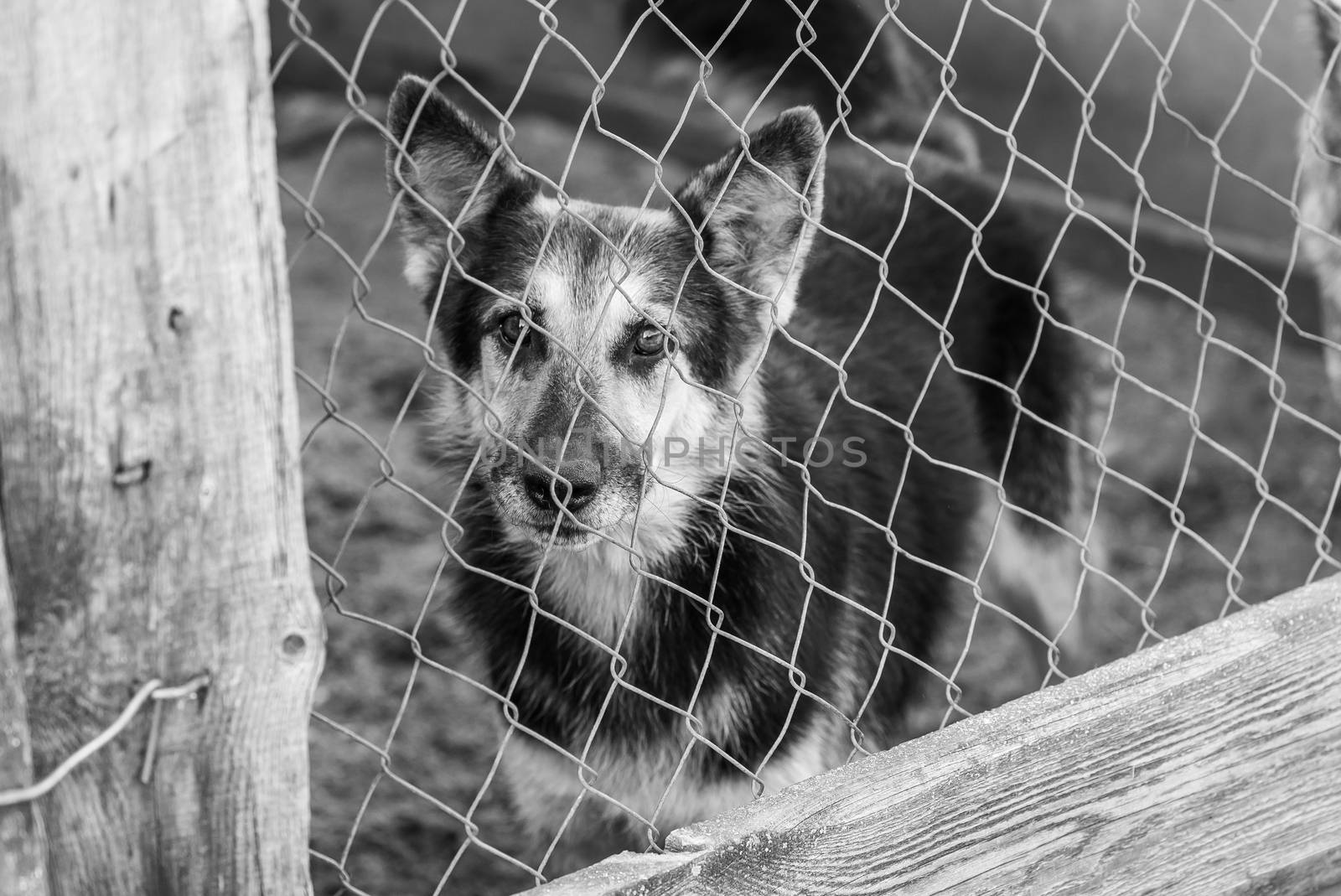 Black and white photo of homeless dog in a shelter for dogs.