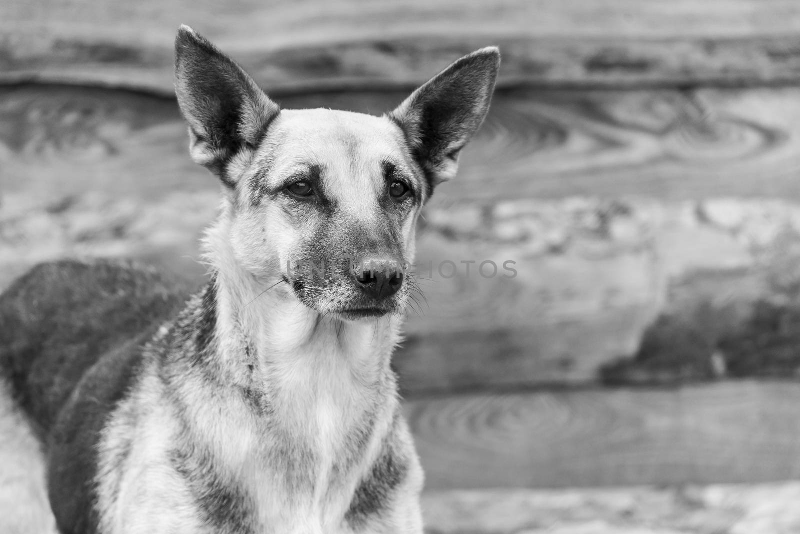 Black and white photo of homeless dog in a shelter for dogs.