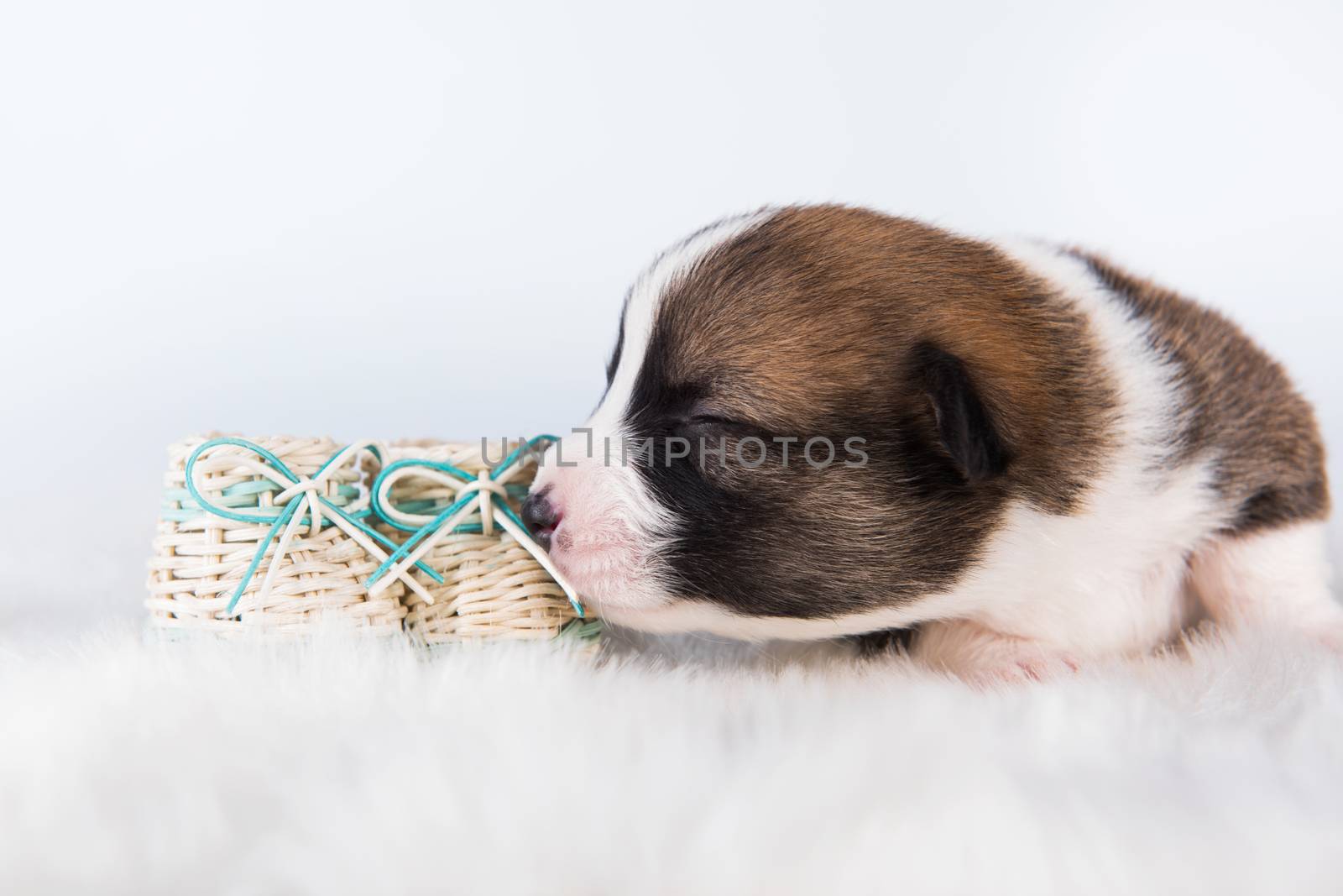 Funny small Pembroke Welsh Corgi puppy dog with baby shoes isolated on white background for Christmas or other holidays card