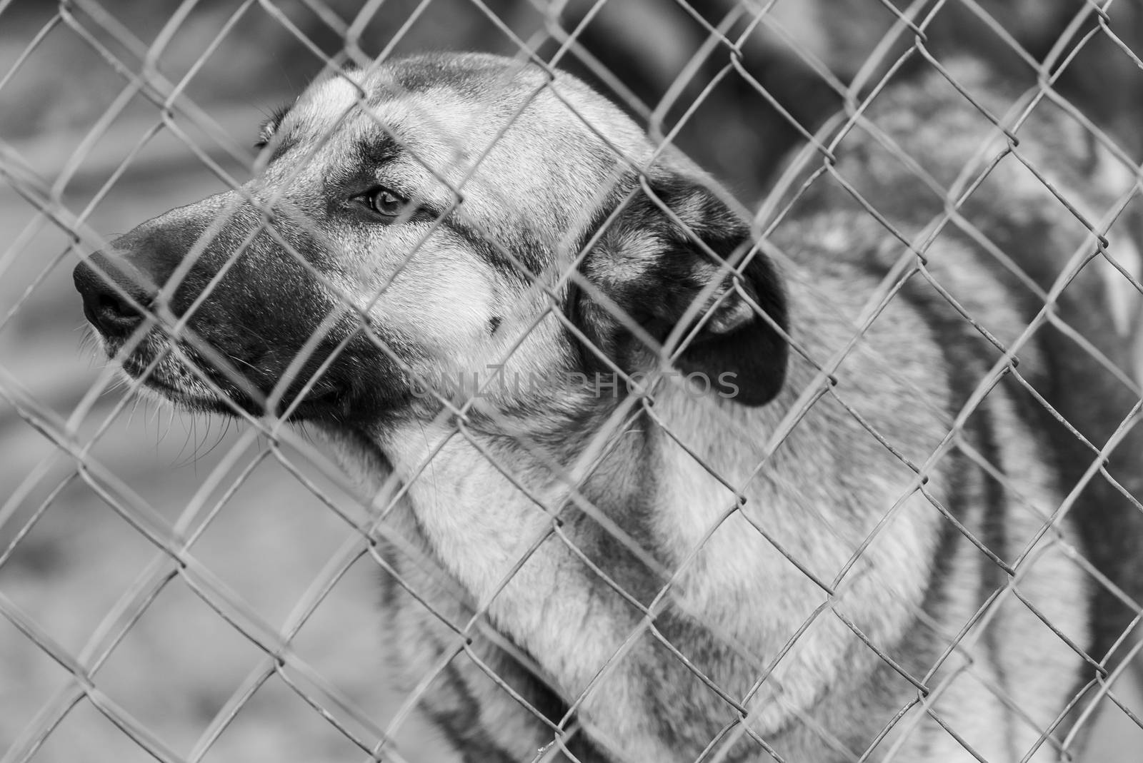 Black and white photo of homeless dog in a shelter for dogs. BW by Mykola_Kondrashev