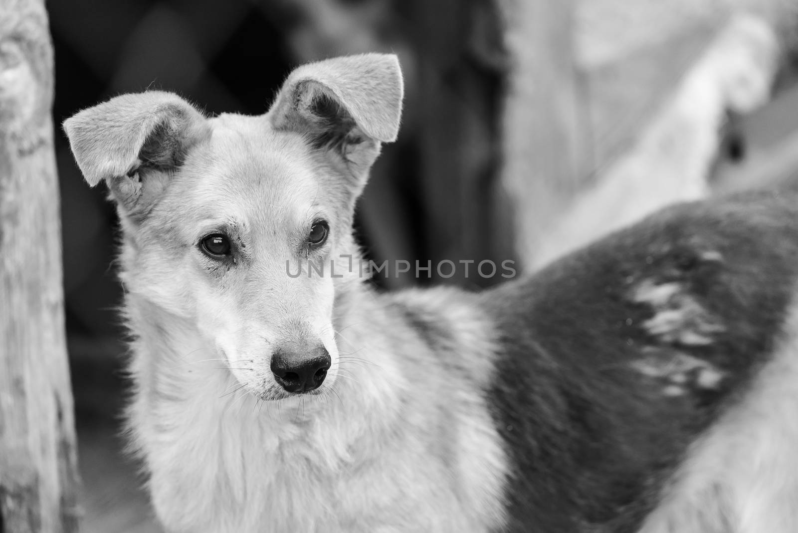 Black and white photo of homeless dog in a shelter for dogs. BW by Mykola_Kondrashev