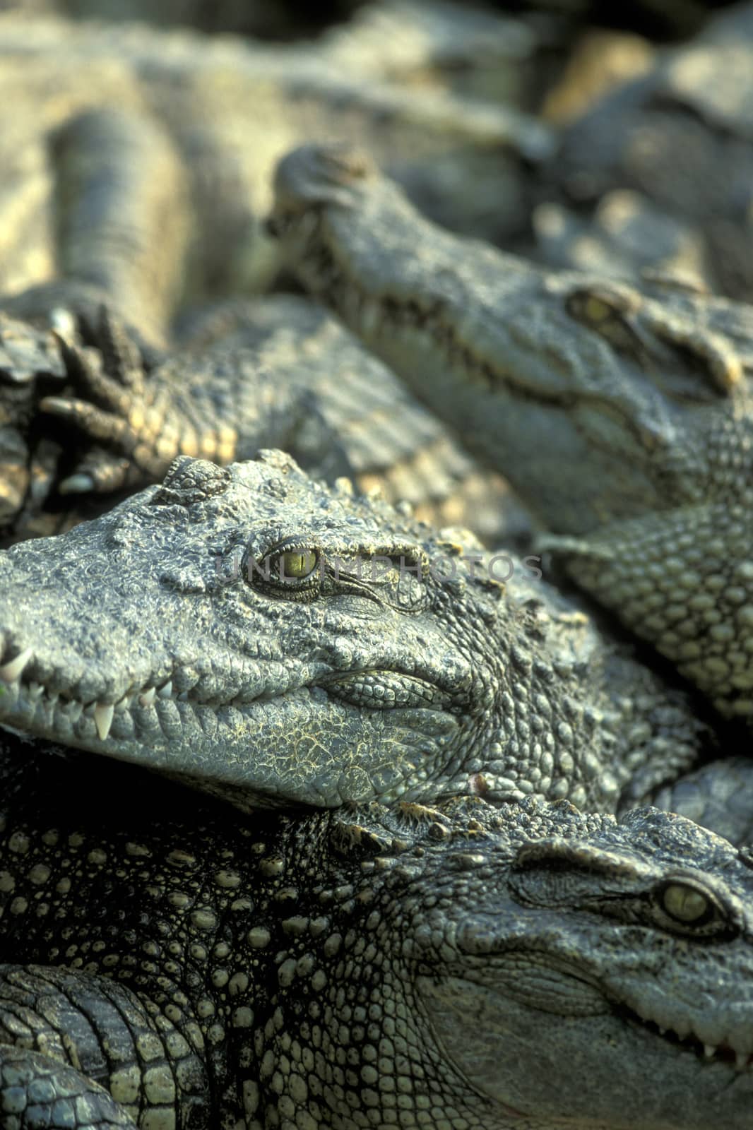 Crocodiles at a Crocodile Farm near the City of Siem Riep in the west of Cambodia. Cambodia, Siem Reap, February, 2001