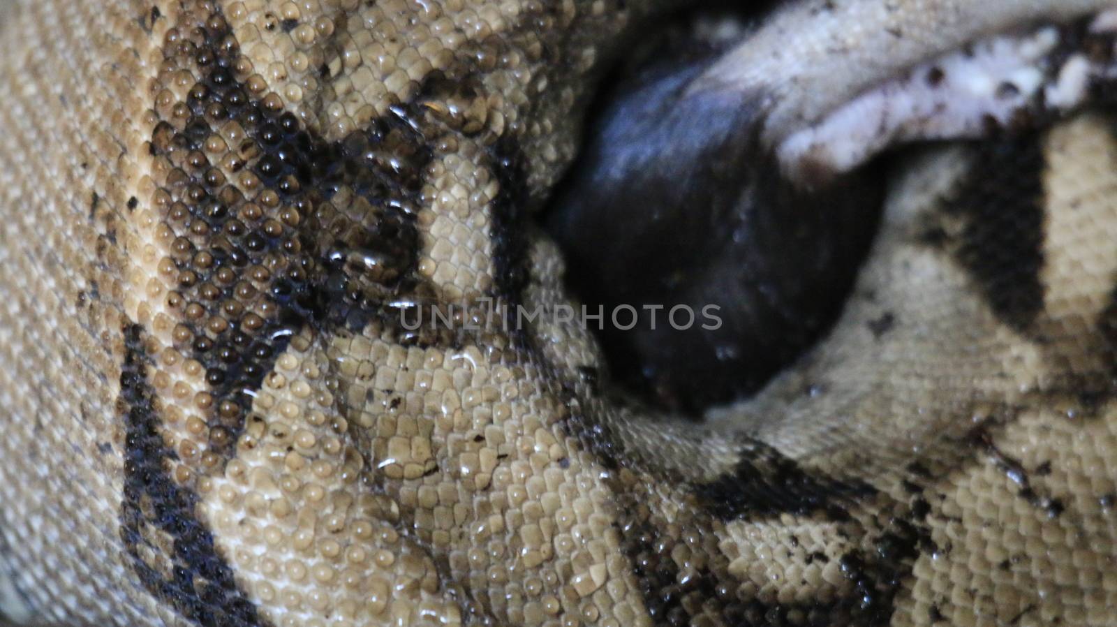 Boa constrictor constricts a rat and swallows it. High quality photo