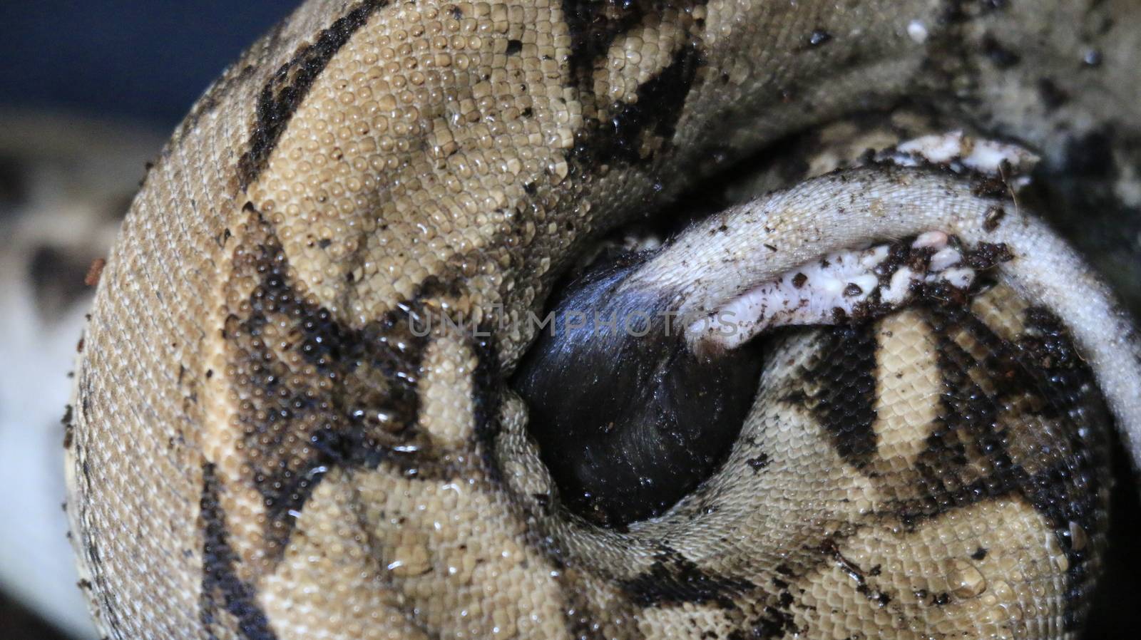 Boa constrictor constricts a rat and swallows it. High quality photo
